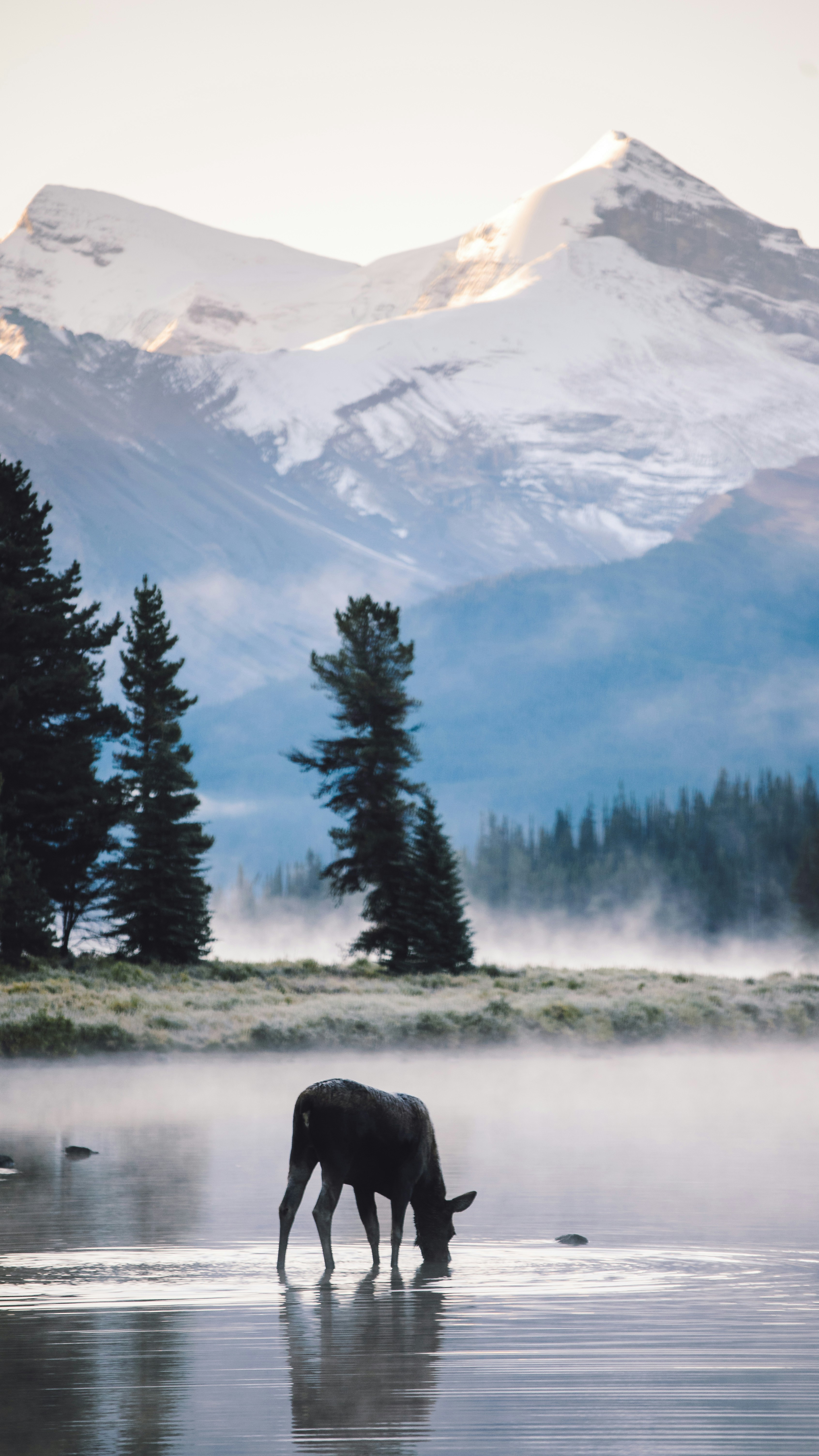 Moose Drinking at Misty Mountain Lake