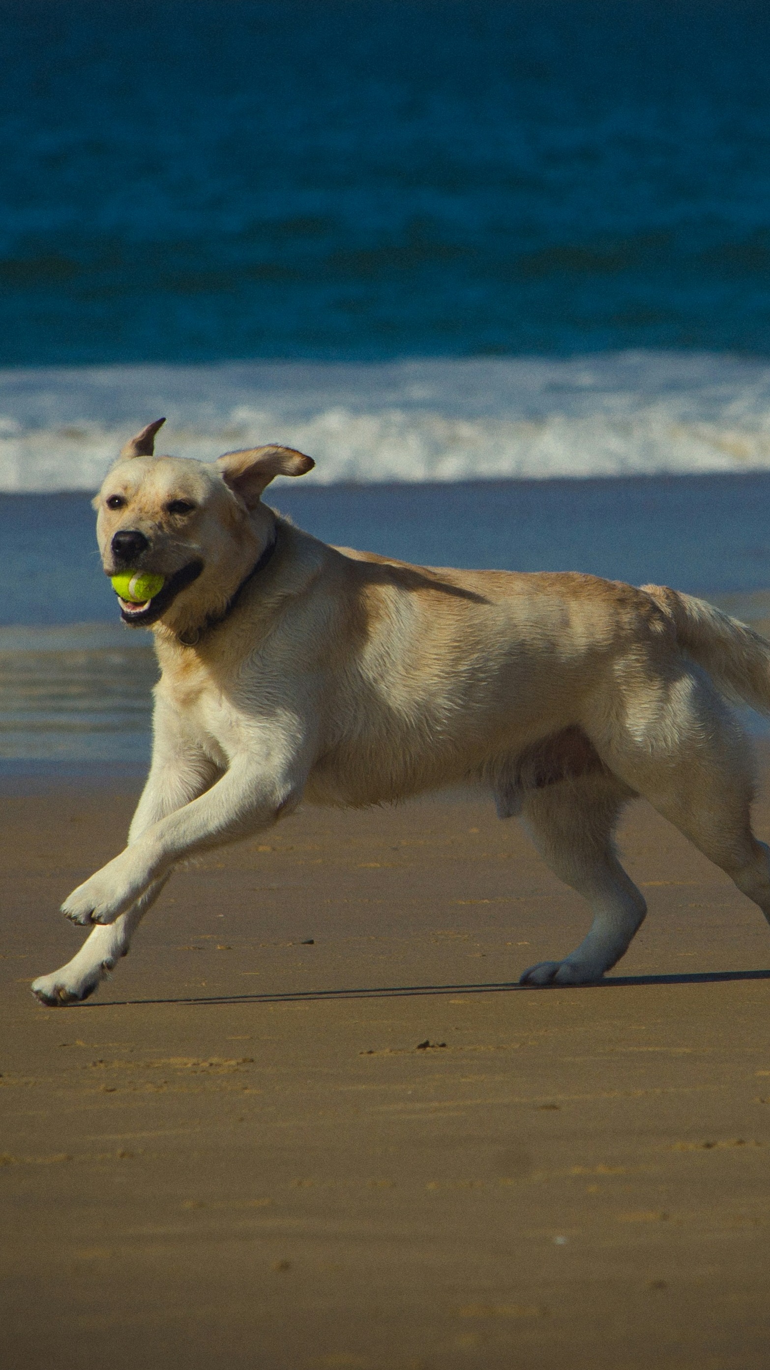 Yellow Labrador Running on Beach