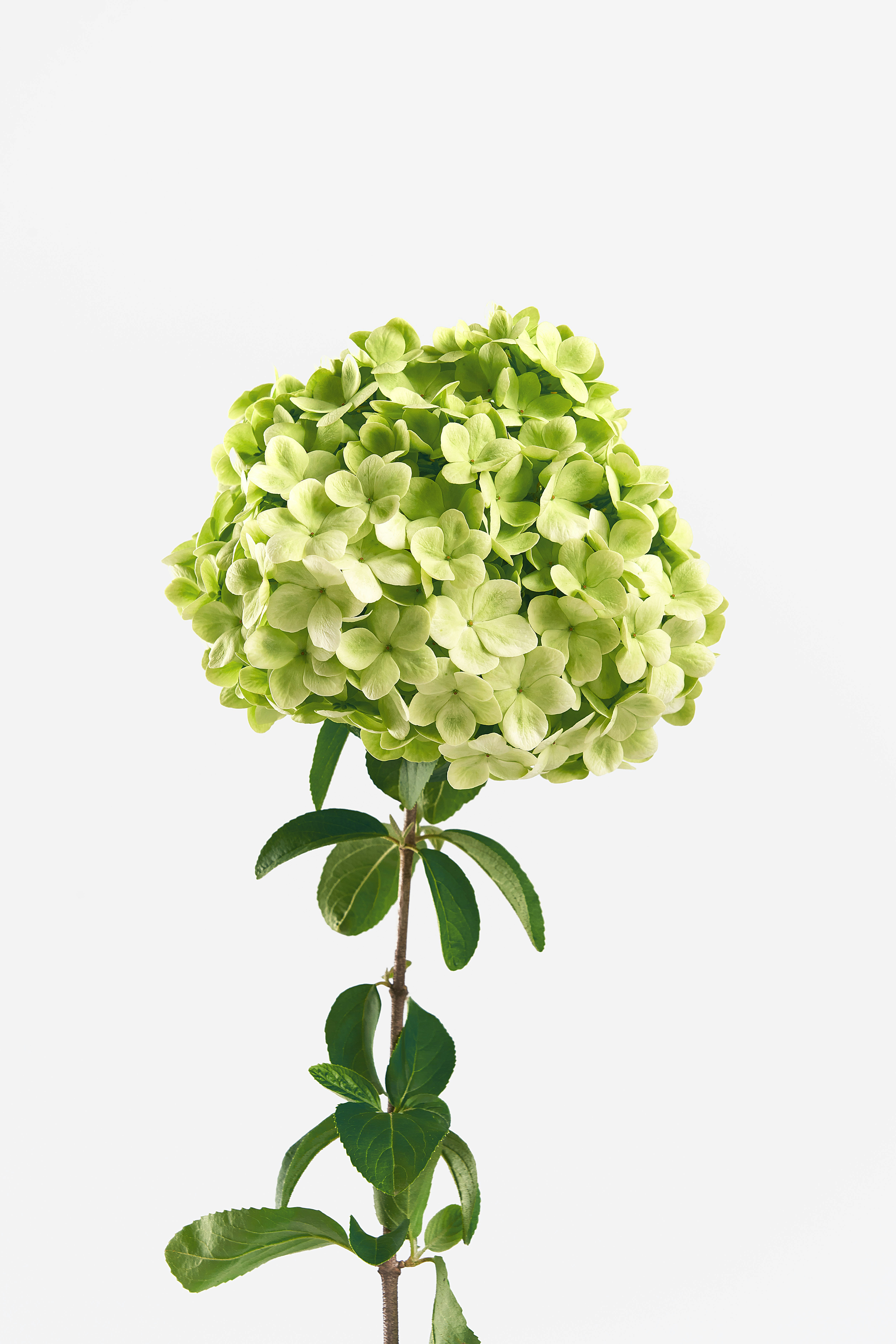 Single Green Hydrangea on White Background