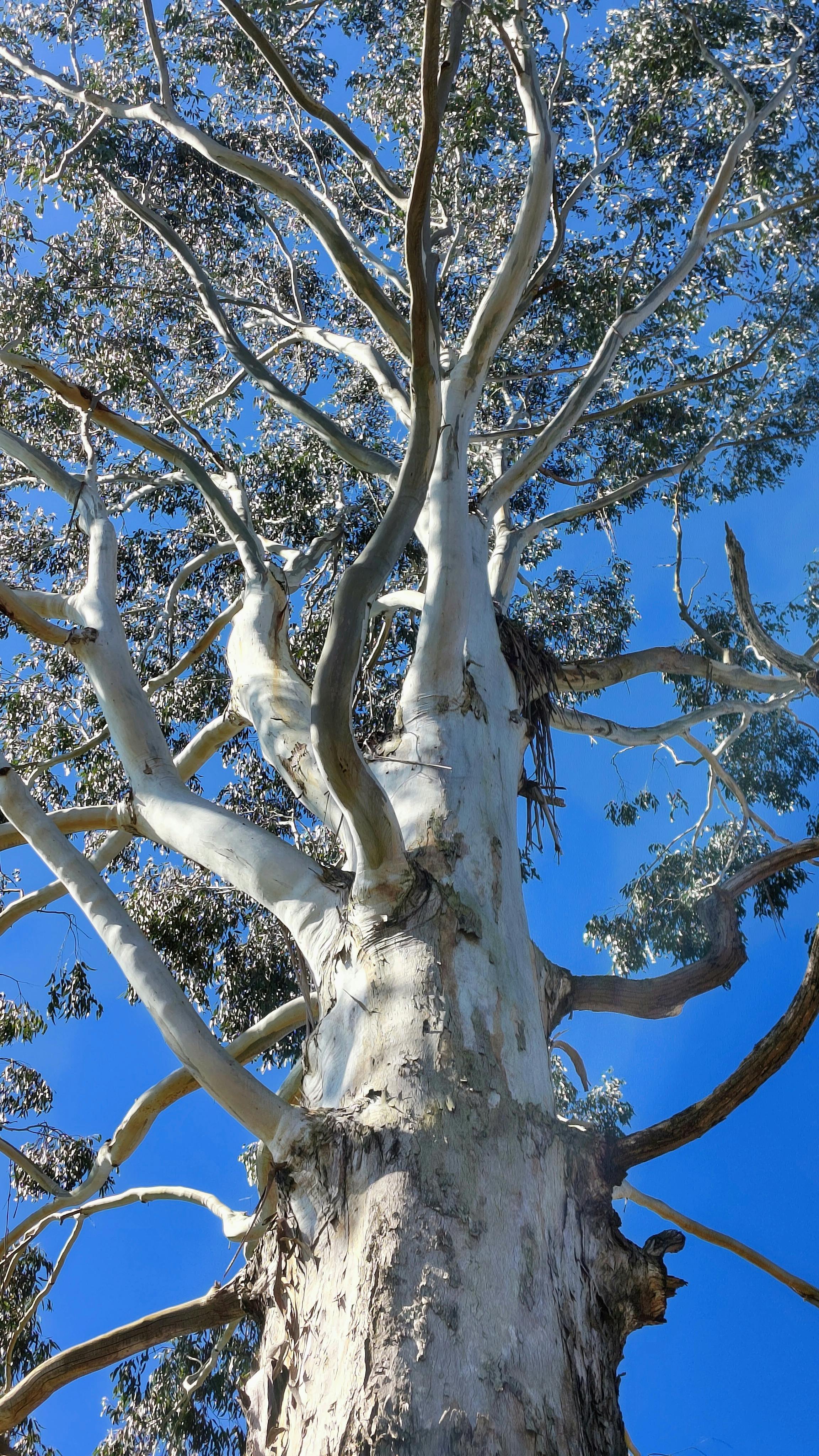 Giant Eucalyptus Tree Against Blue Sky