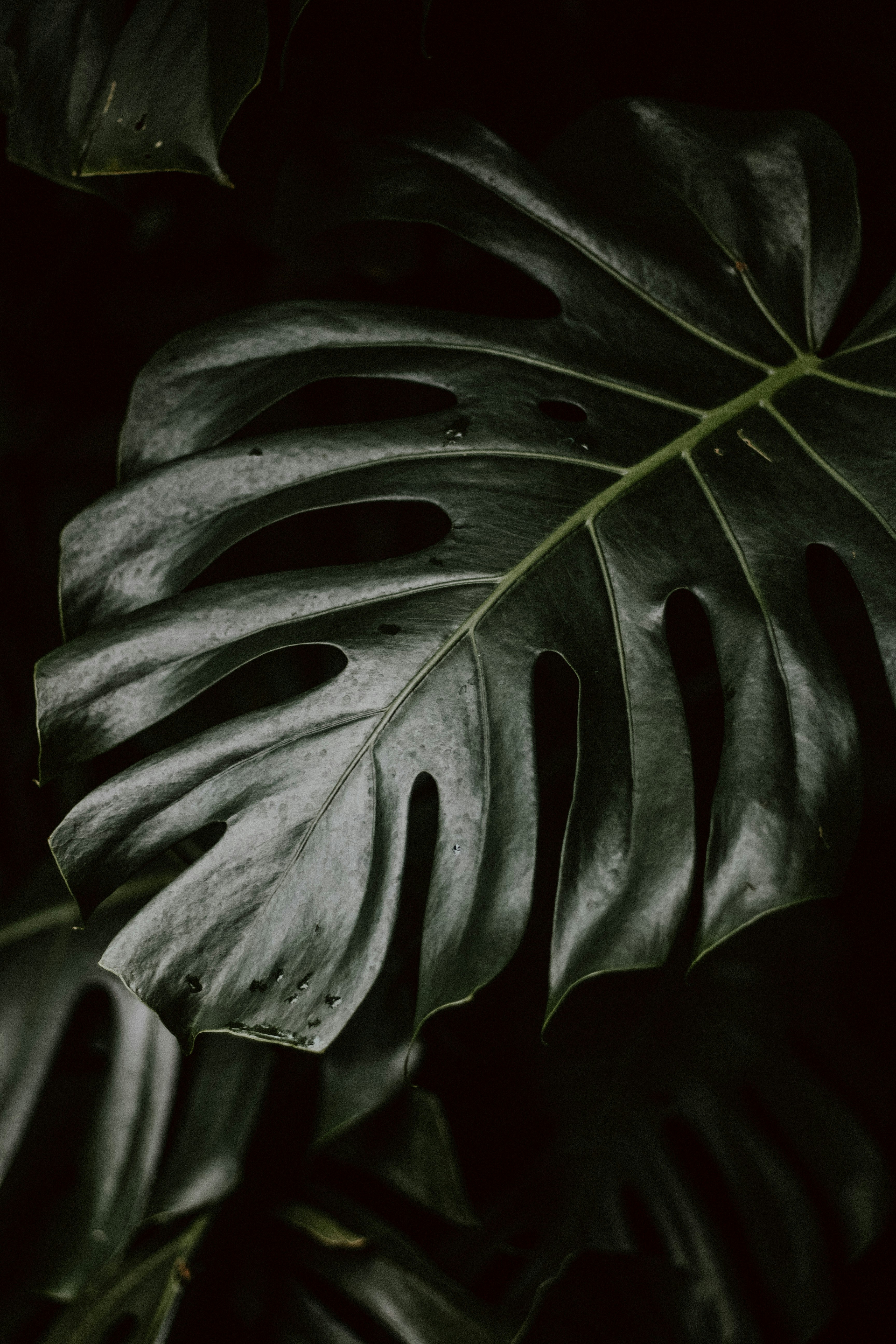 Close-up of Monstera Leaf