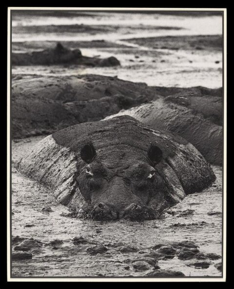 Hippos Resting in Muddy Water