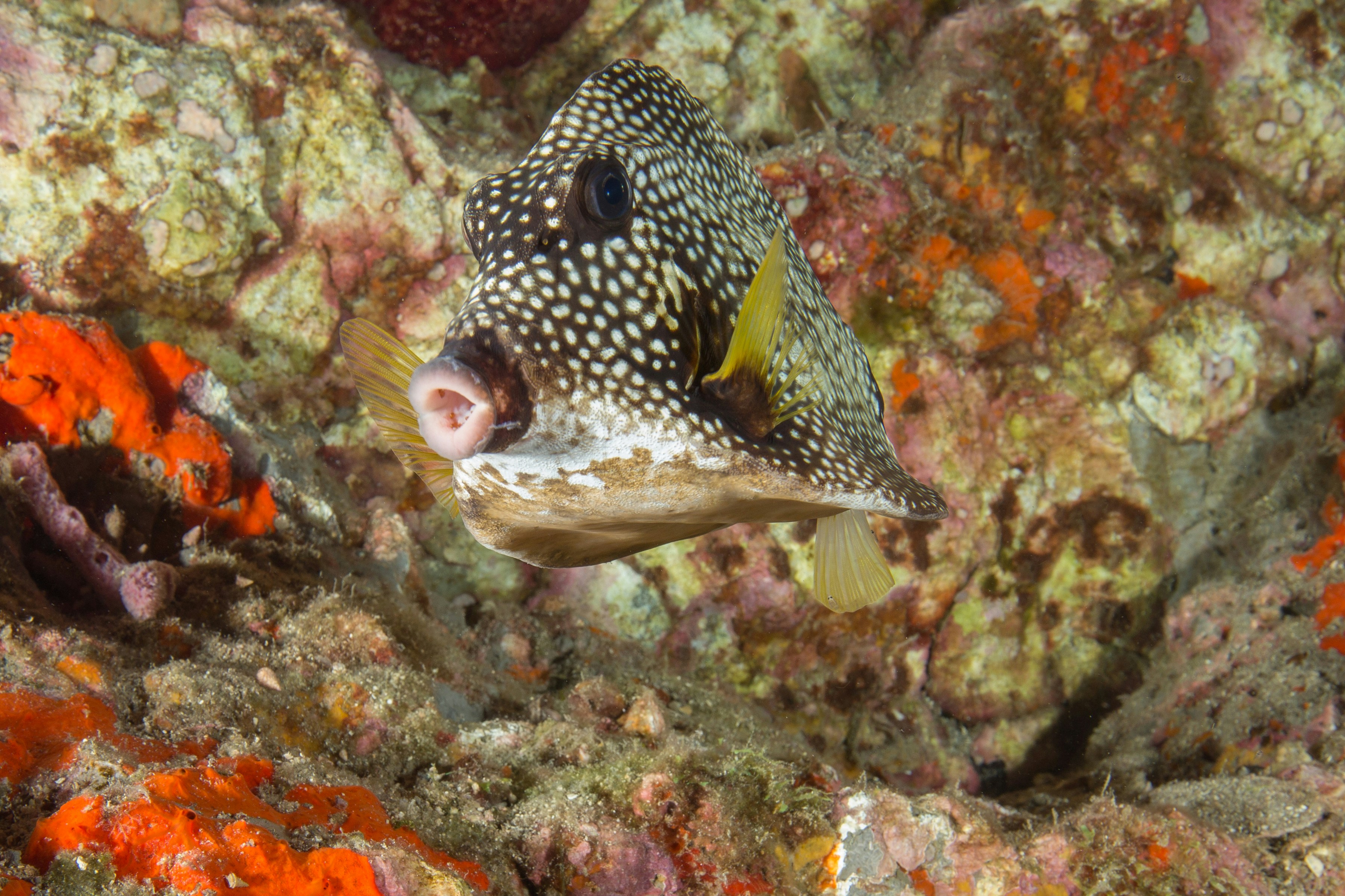 Spotted Puffer on Coral Reef