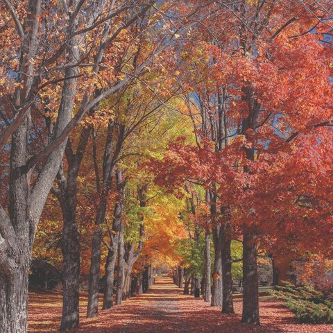 Autumn Tree-Lined Path