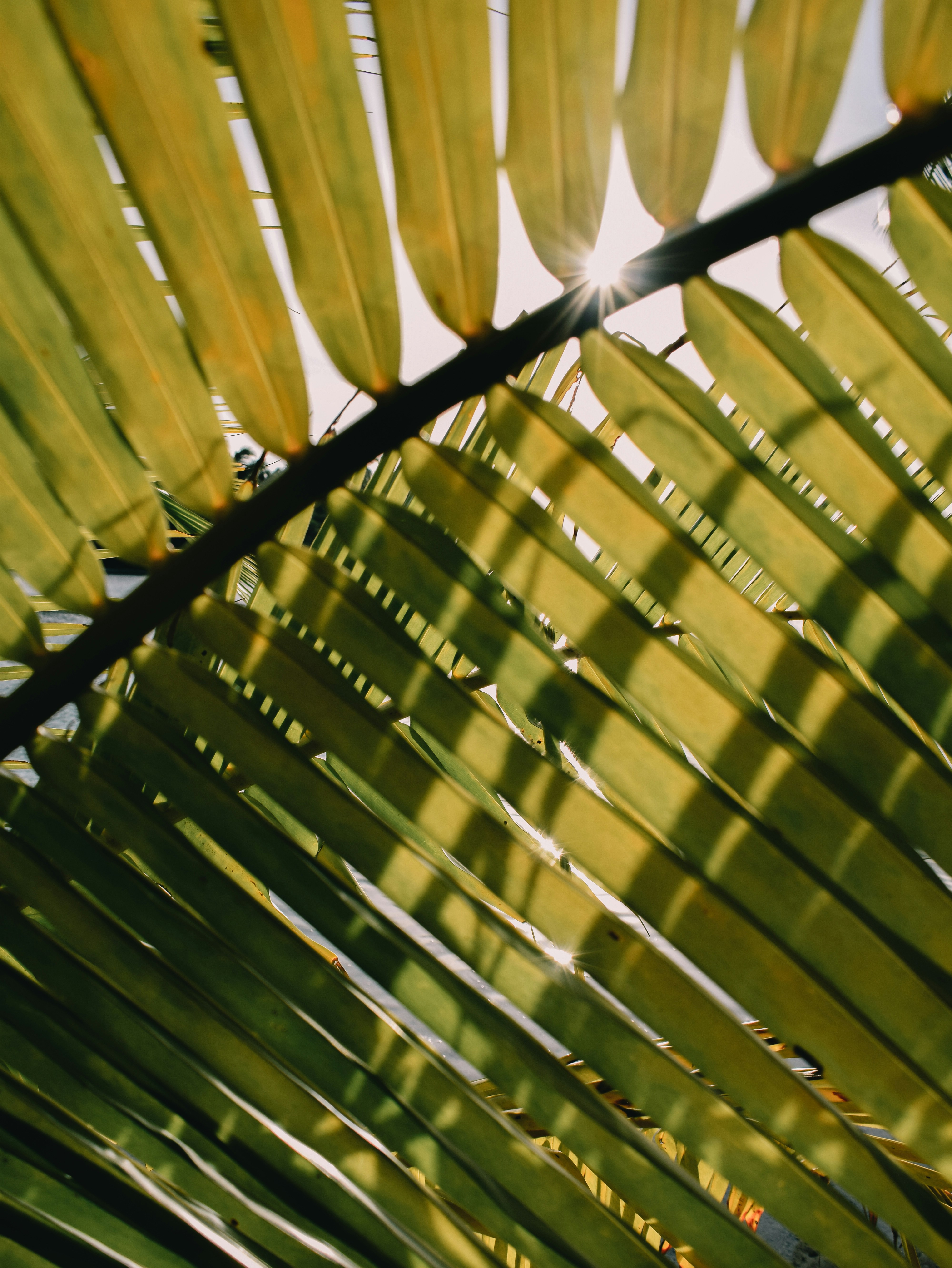 Sunlight Through Palm Fronds