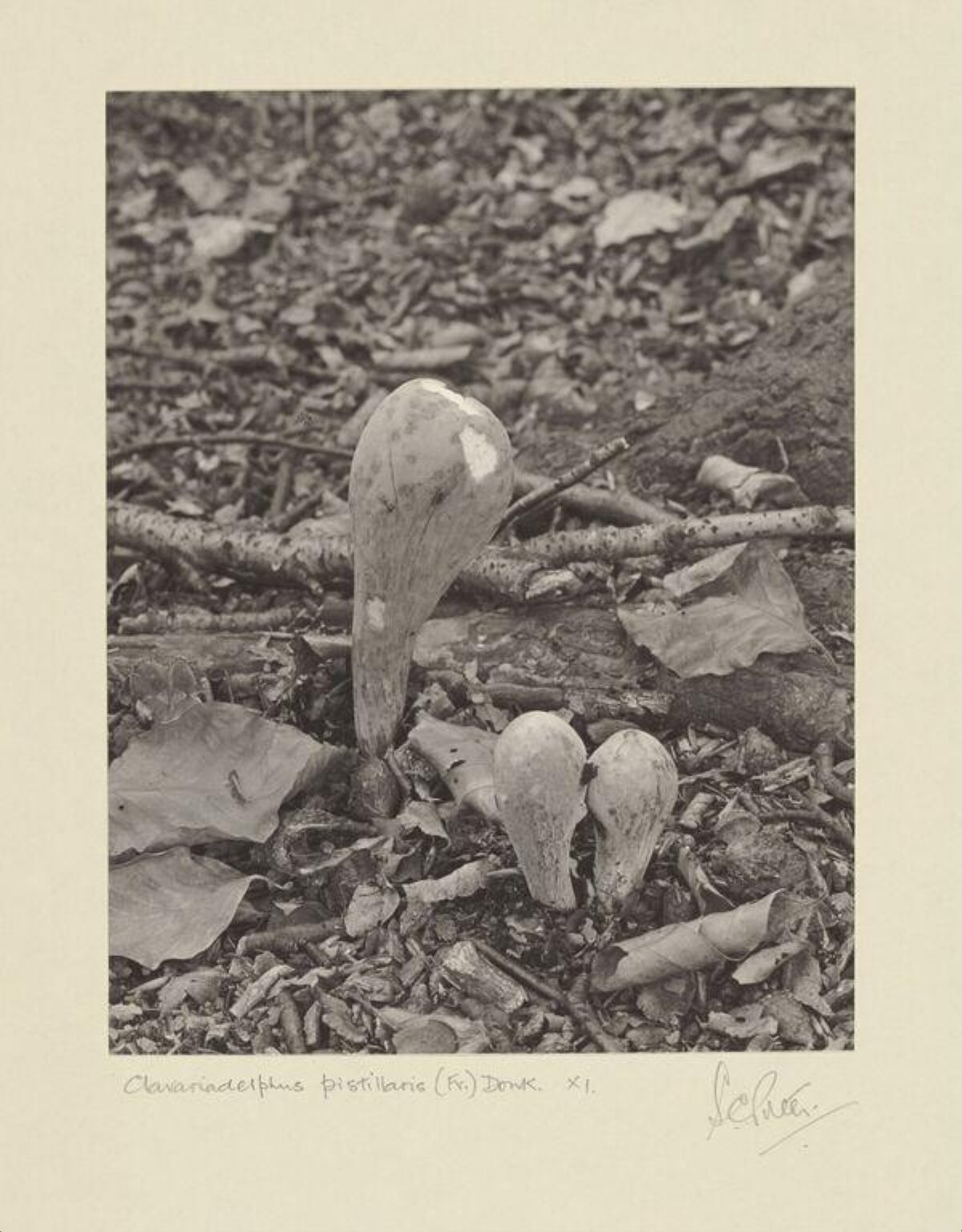 Clavariadelphus Pistillaris Mushrooms