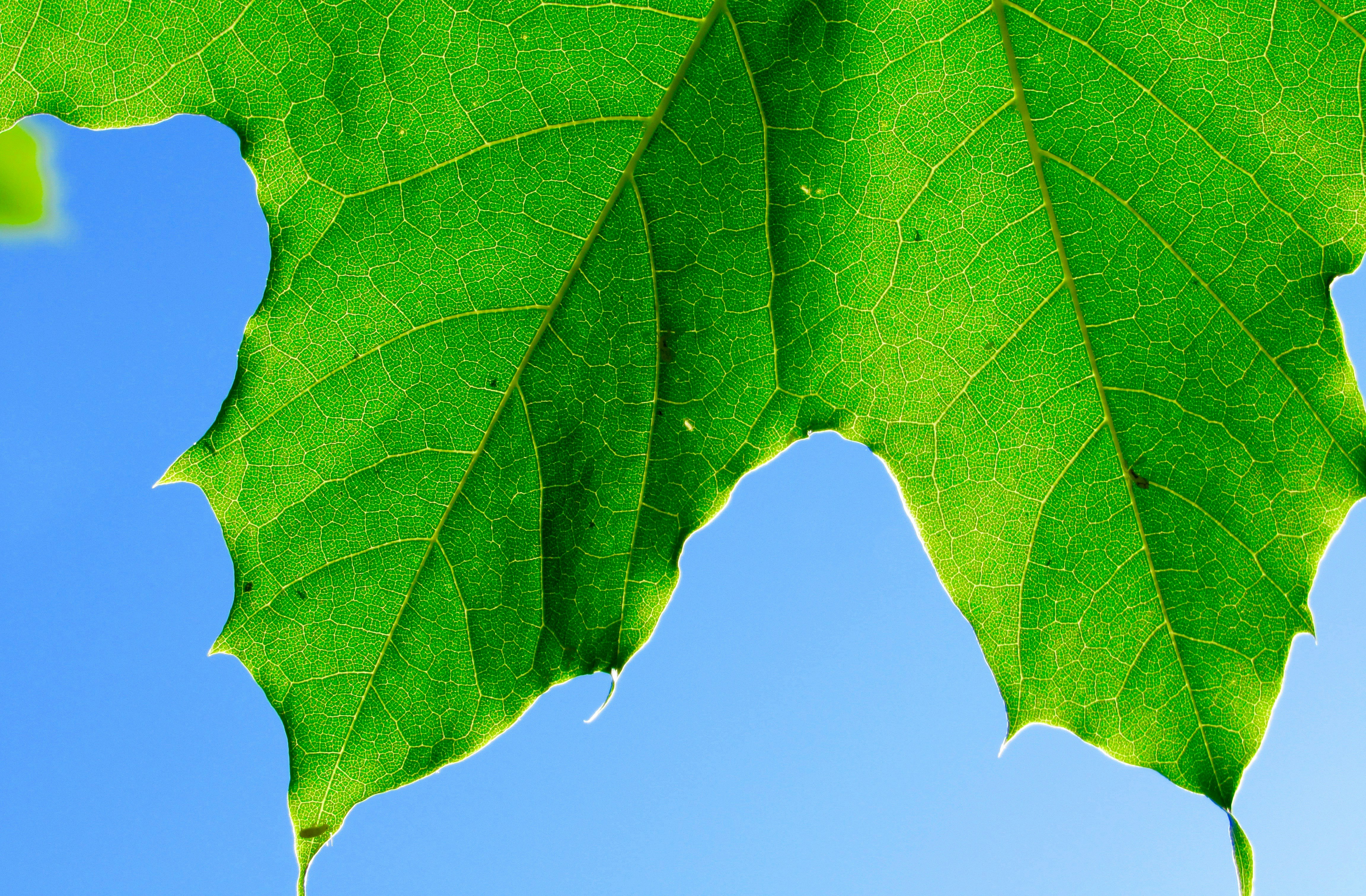 Maple Leaf Against Blue Sky