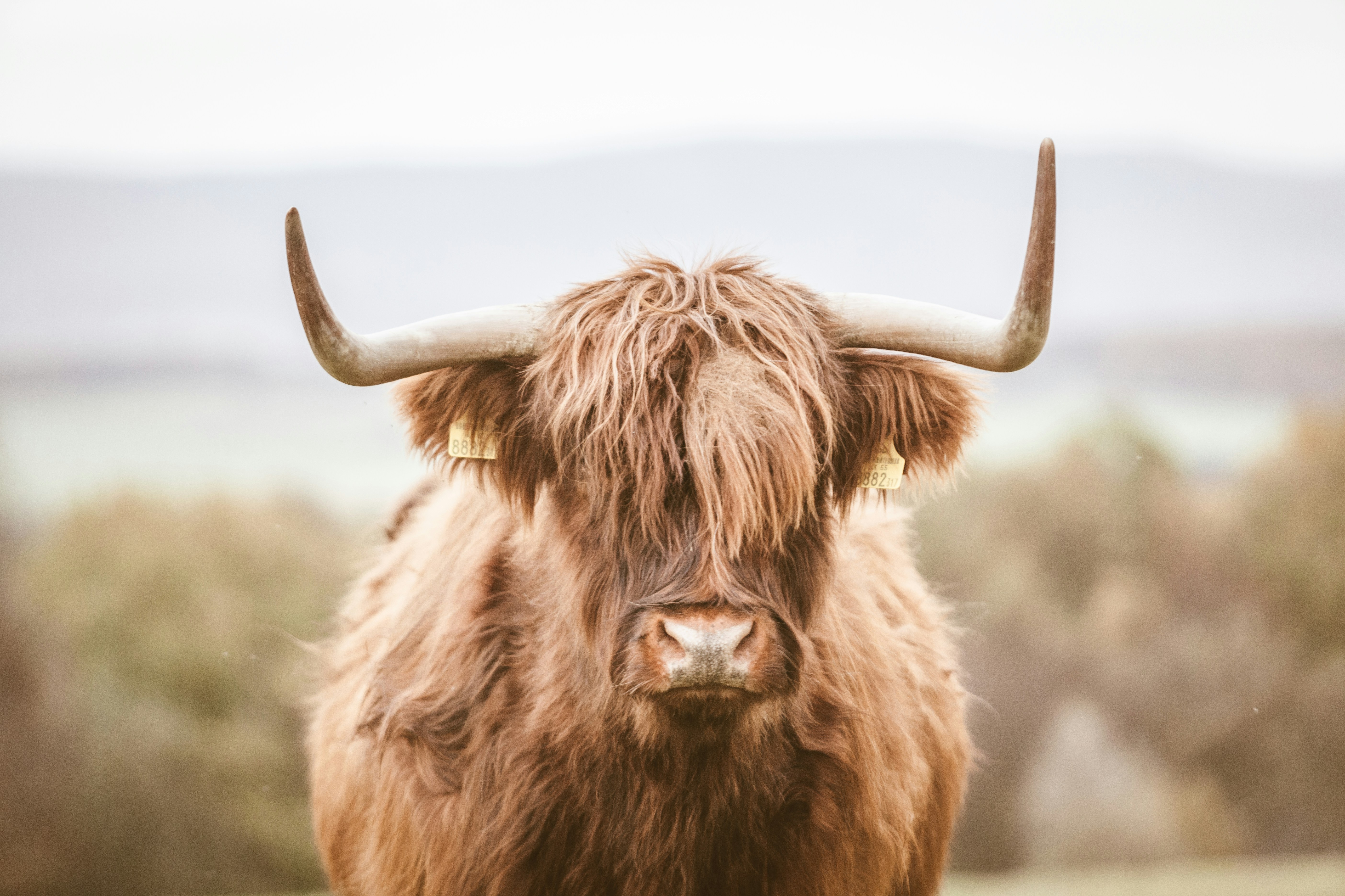 Portrait of Brown Highland Cow