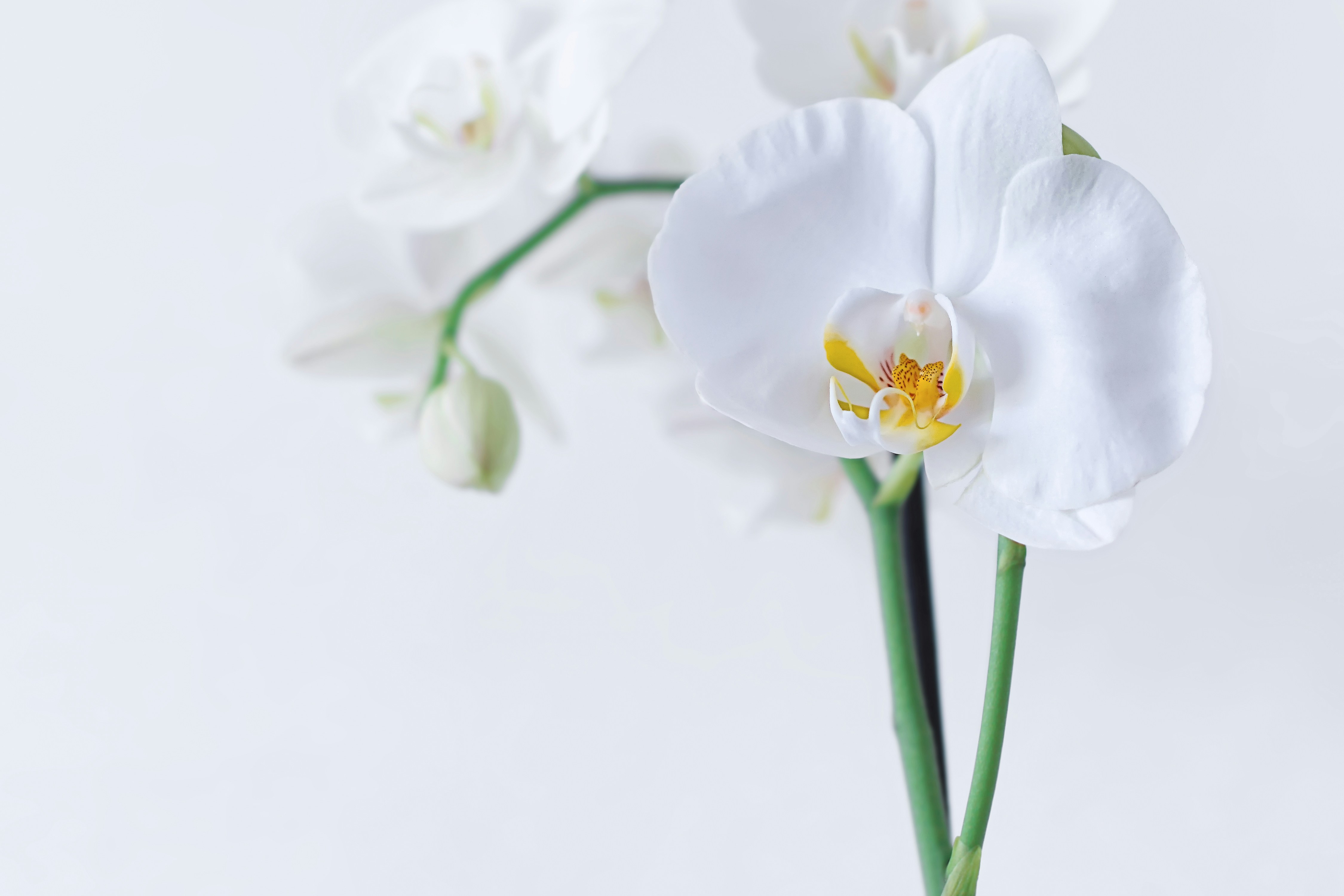 Blooming White Orchid