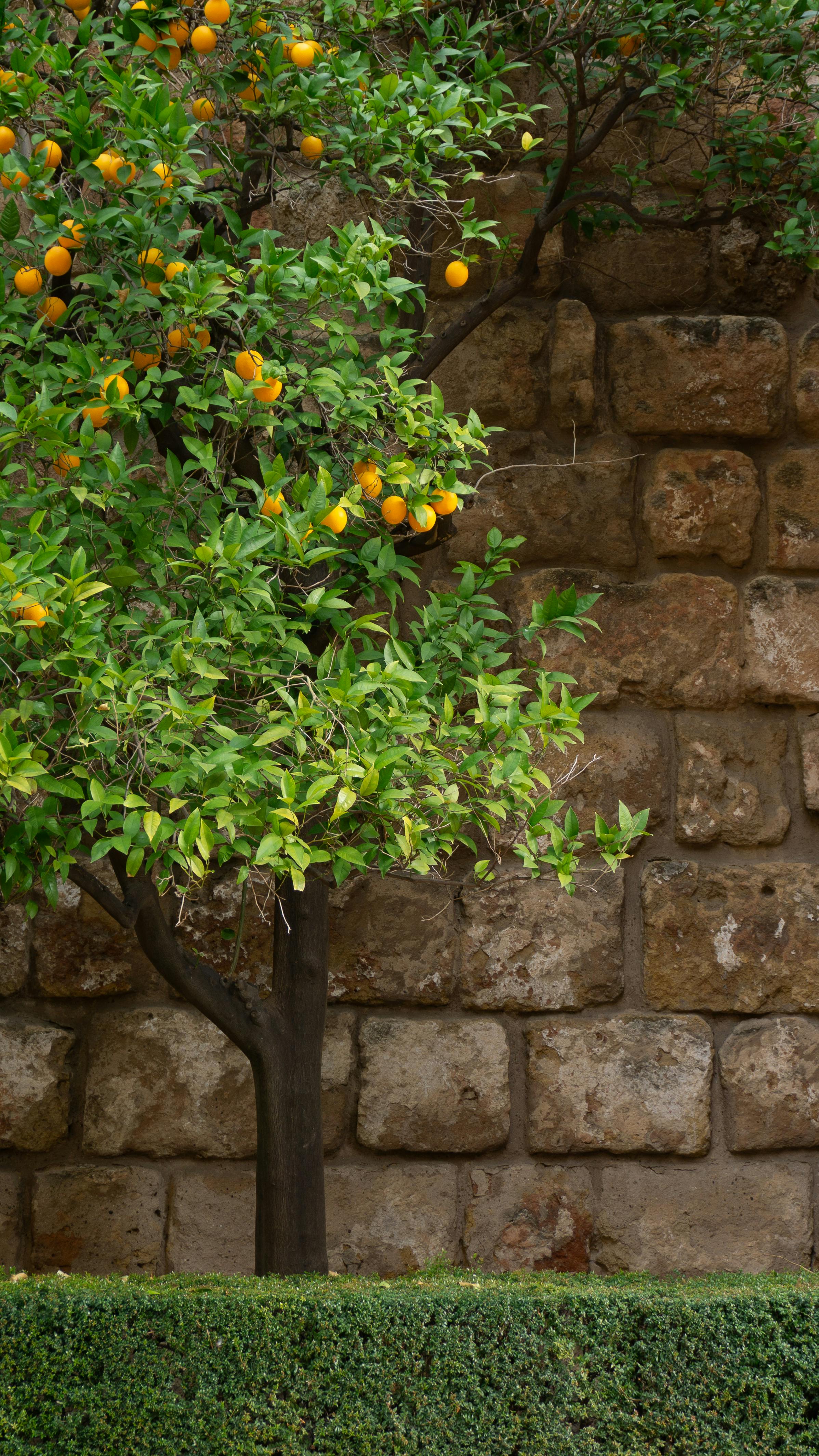 Orange Tree Against Stone Wall