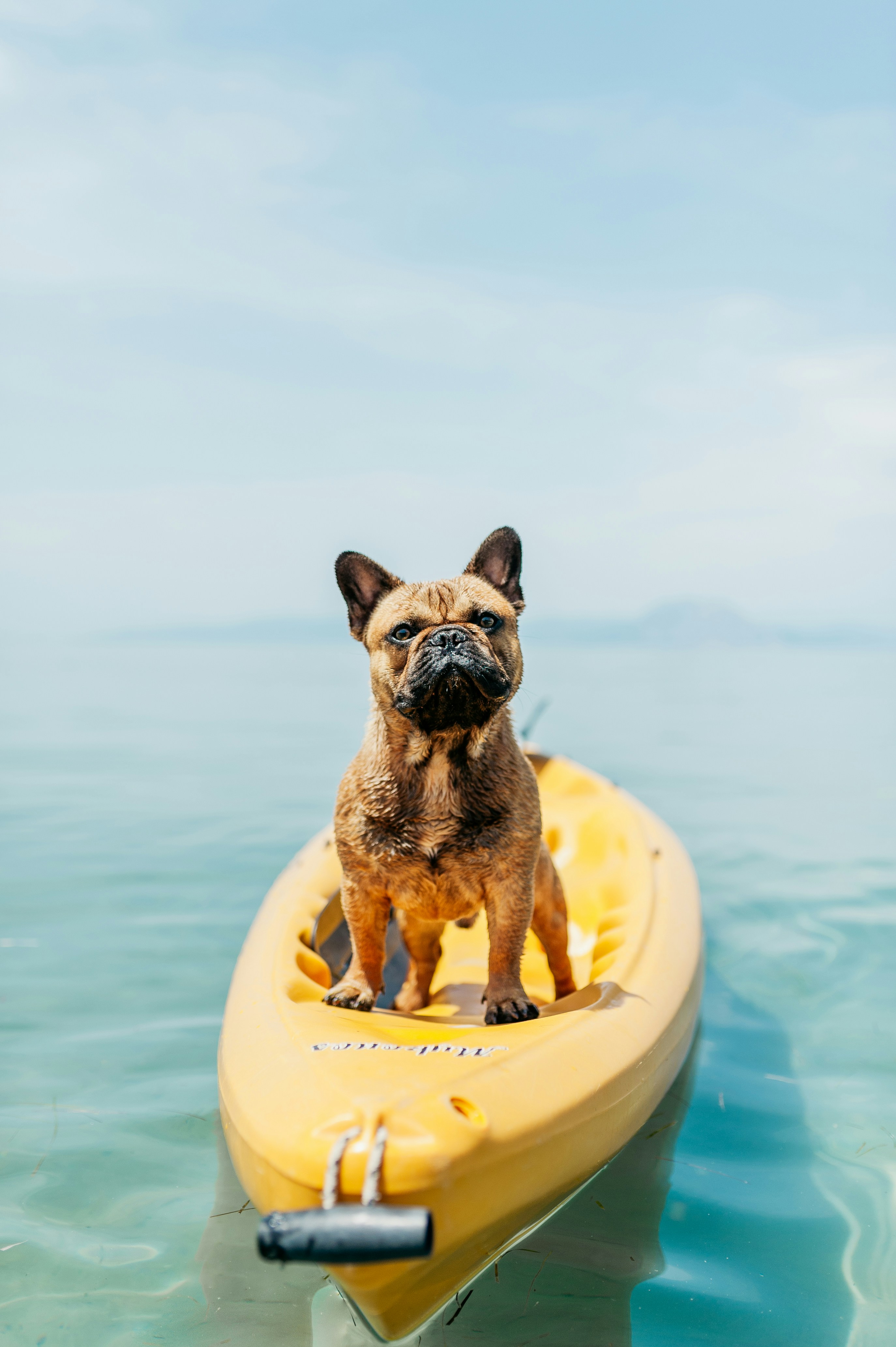 French Bulldog on Yellow Kayak