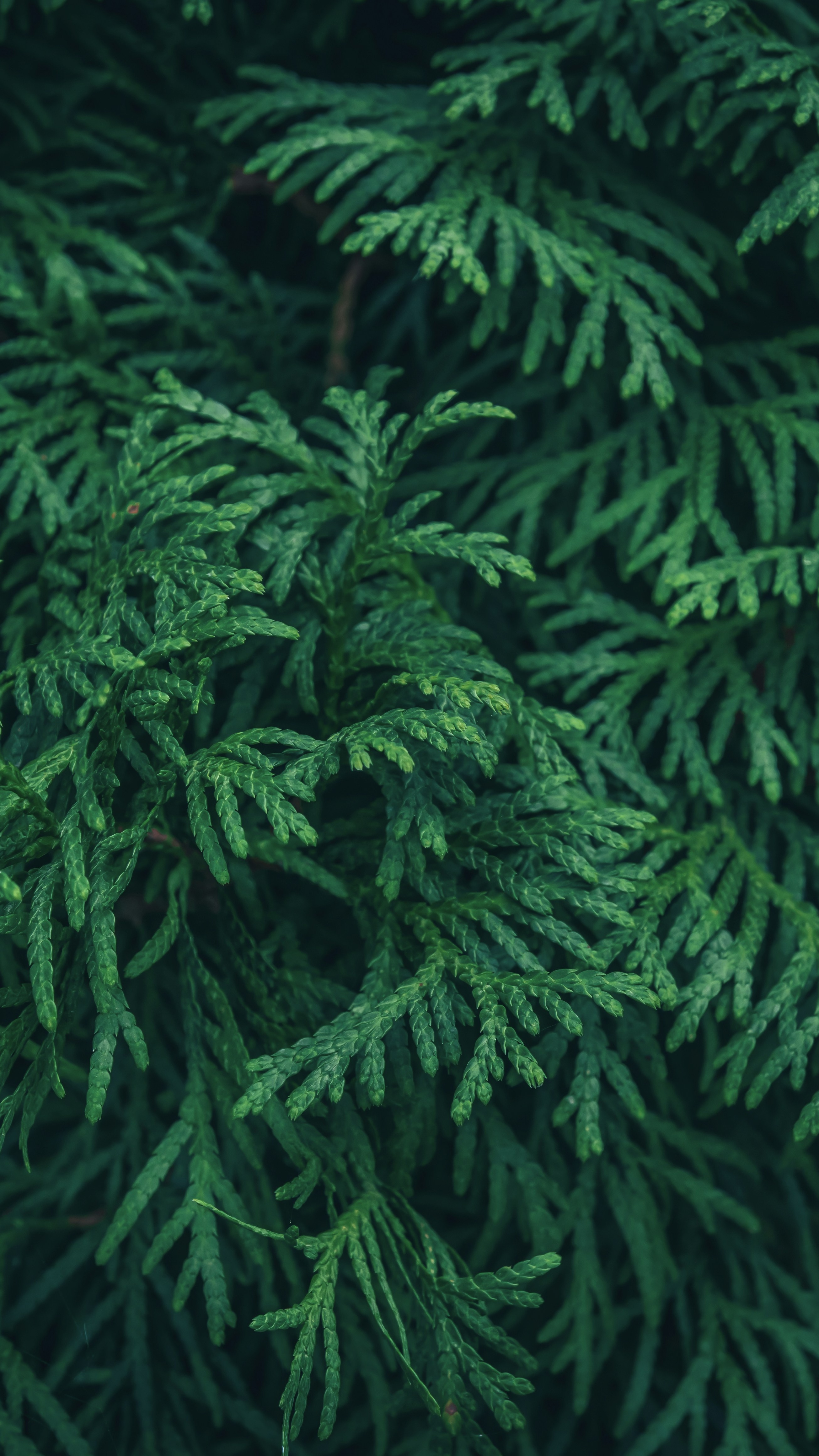 Close Up of Evergreen Cedar Foliage