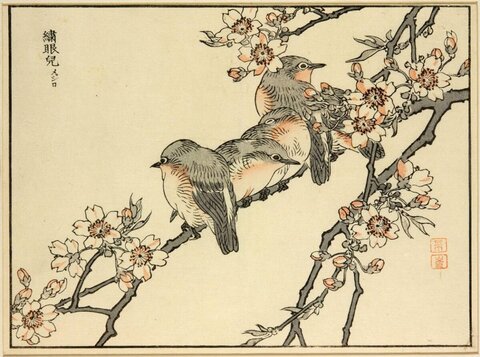 Japanese White-eyes on Cherry Branch