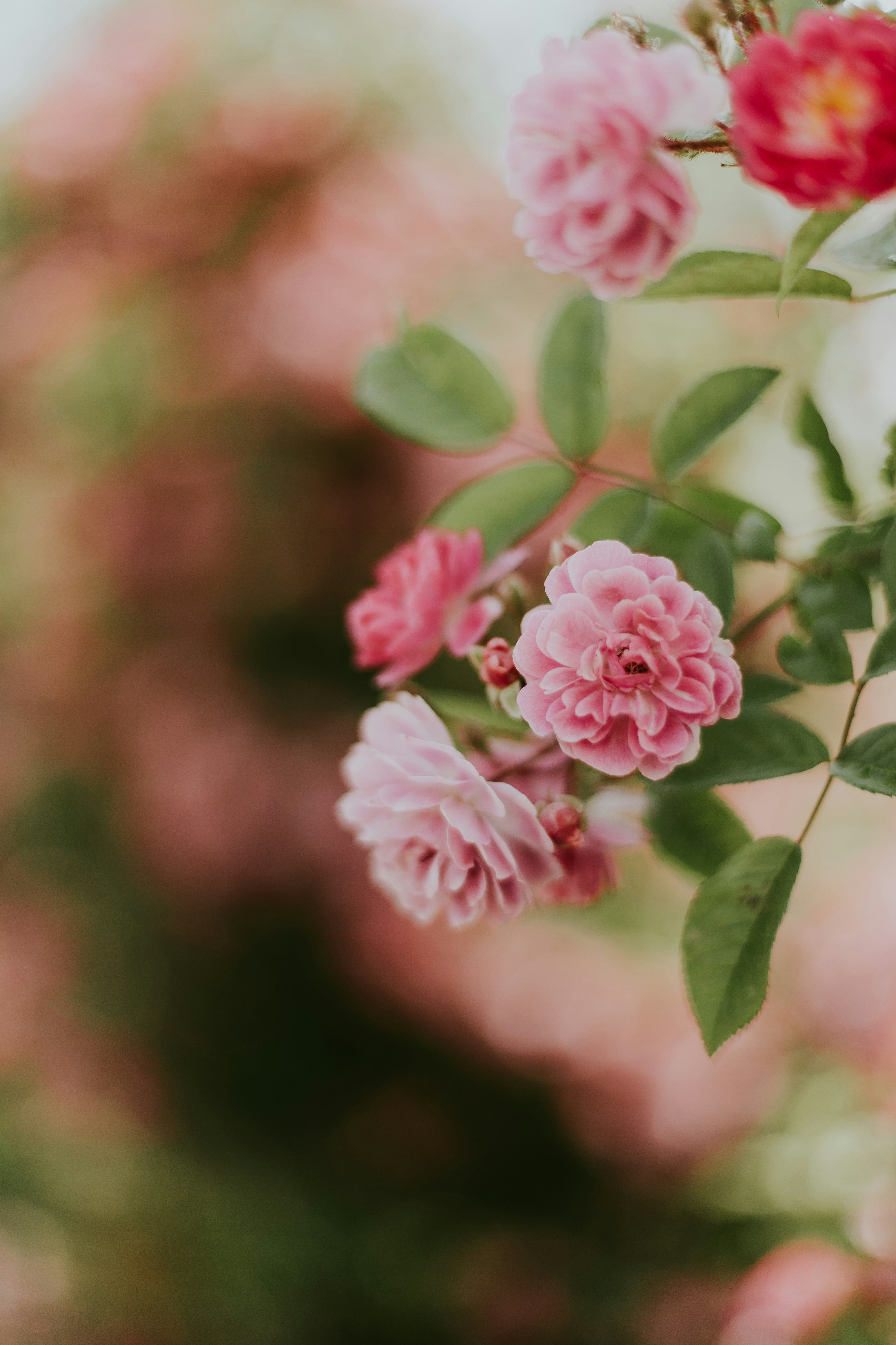Pink Climbing Roses in Bloom