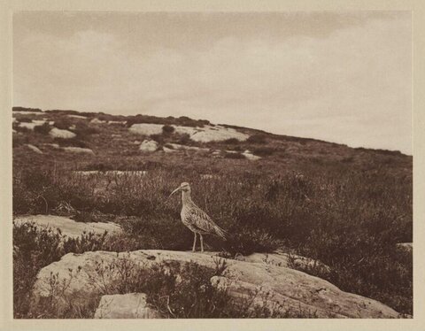 Curlew on Rocky Moorland