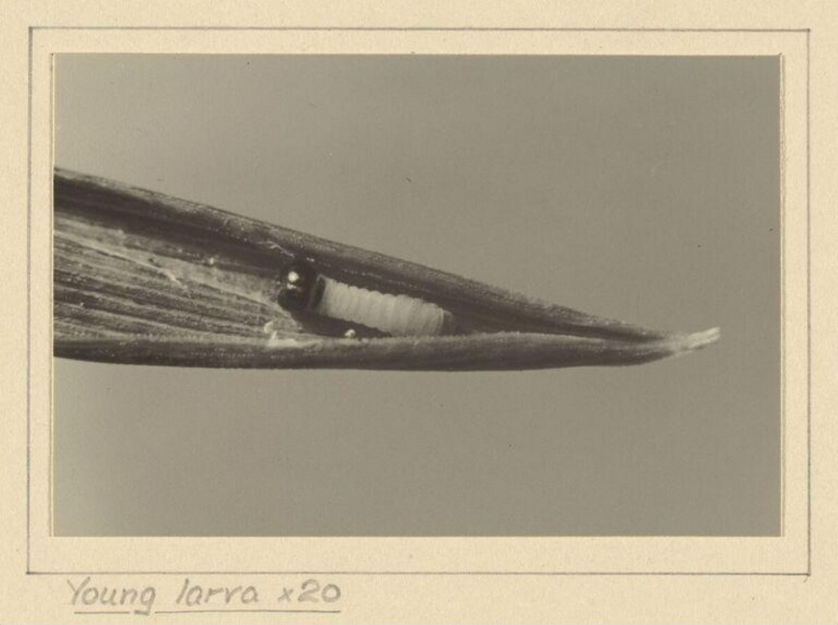Young Larva at 20x Magnification — Science