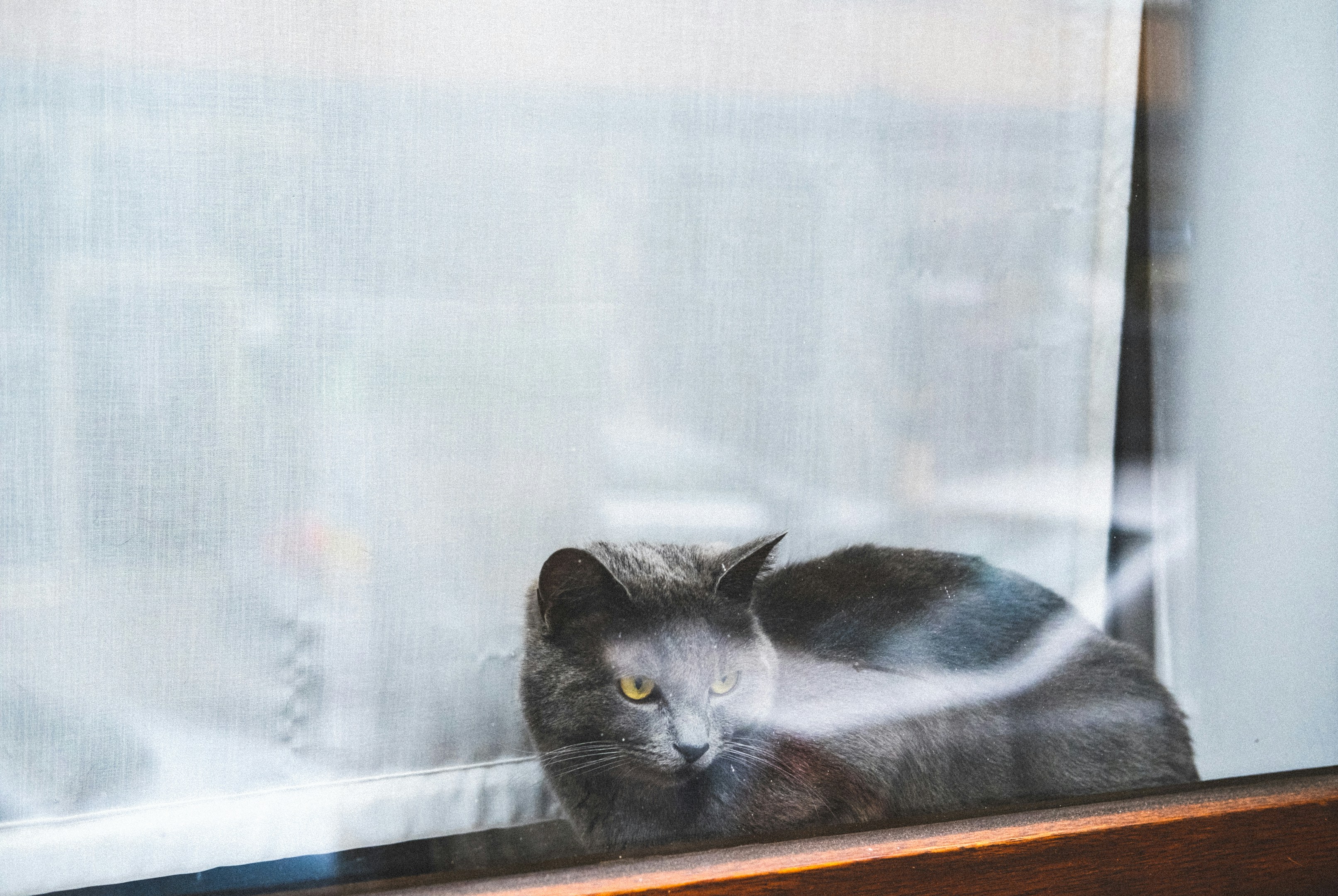 Gray Cat Resting Behind Window