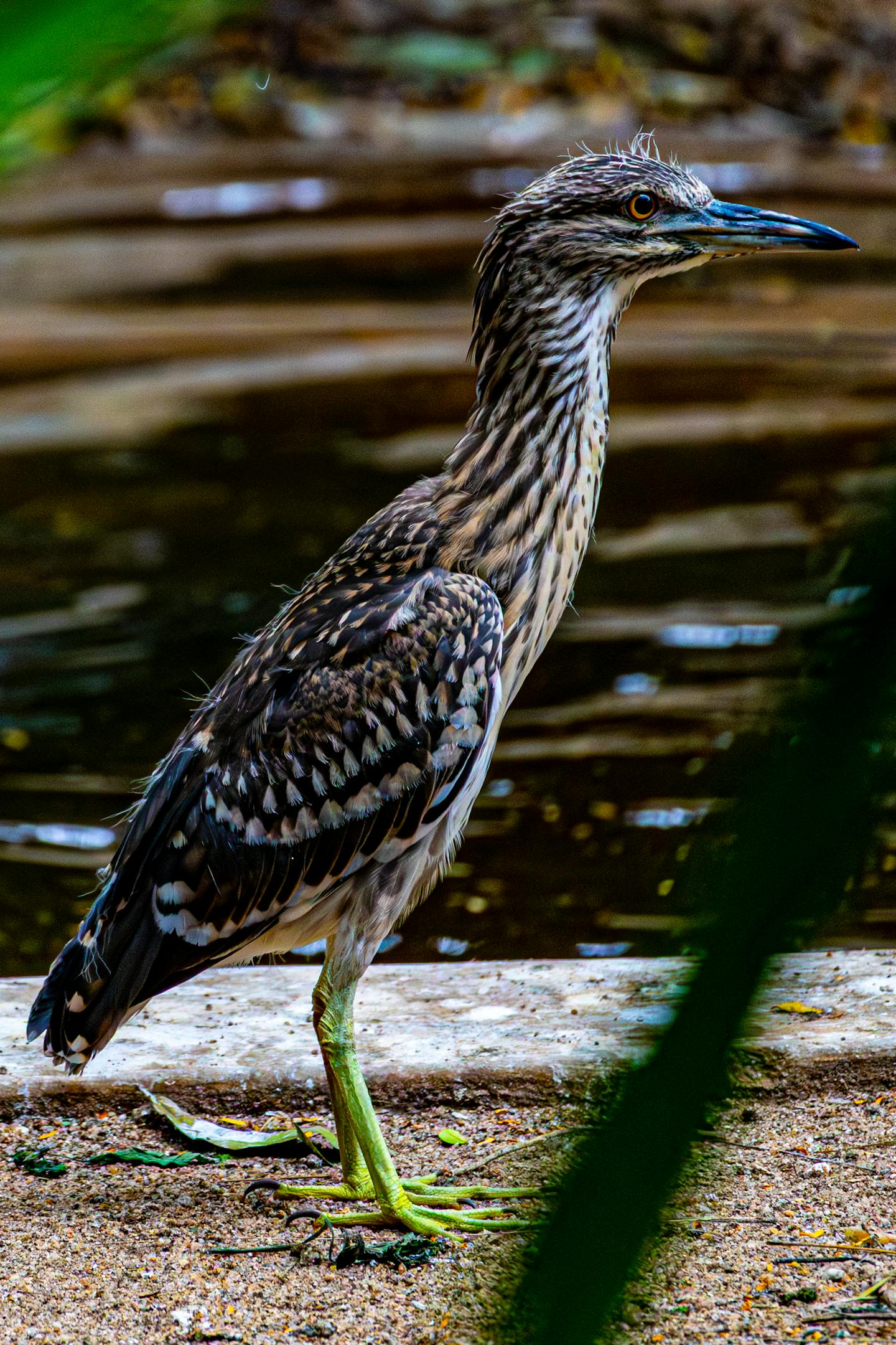 Juvenile Night Heron At Water's Edge