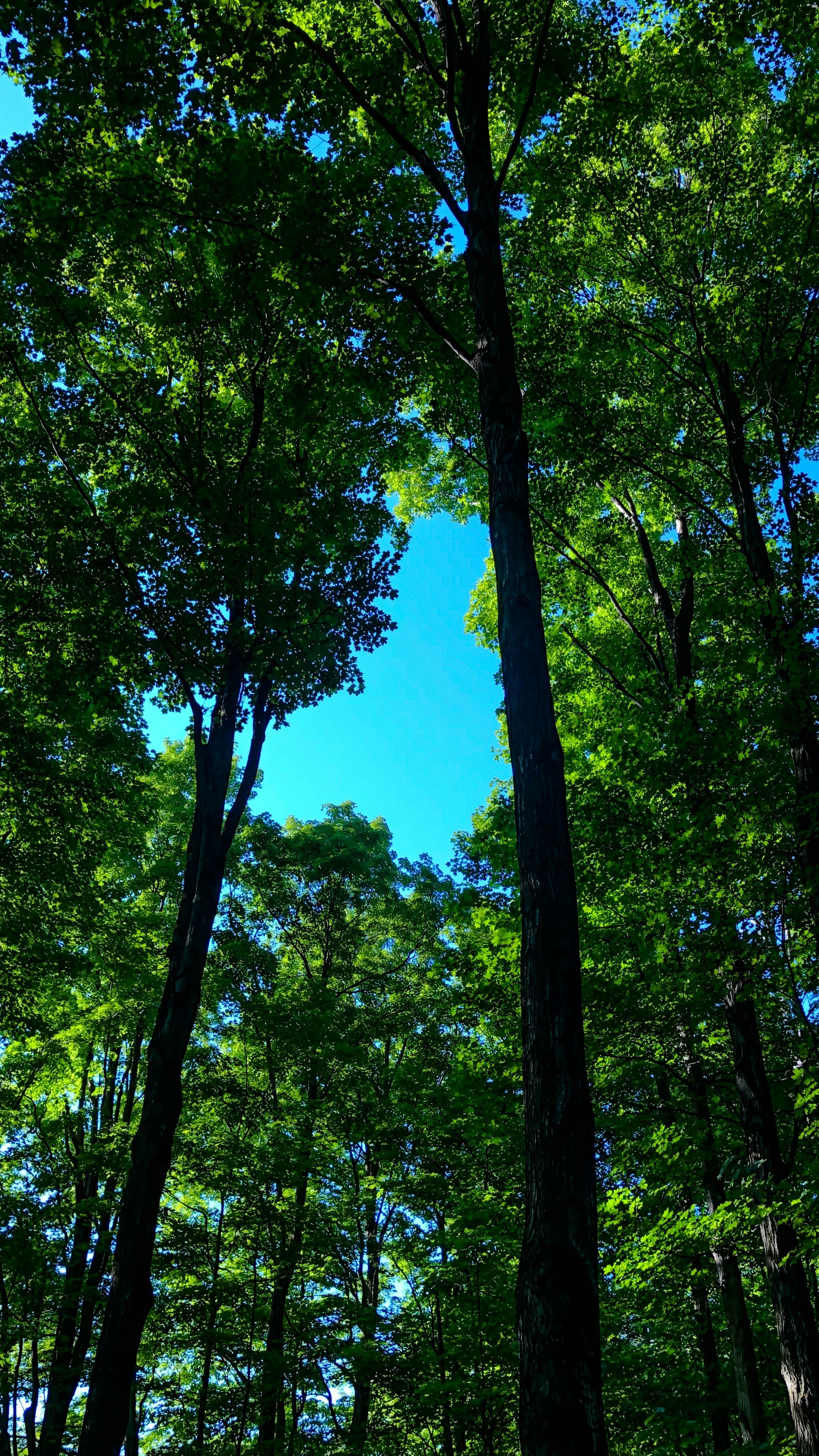 Wallpapers