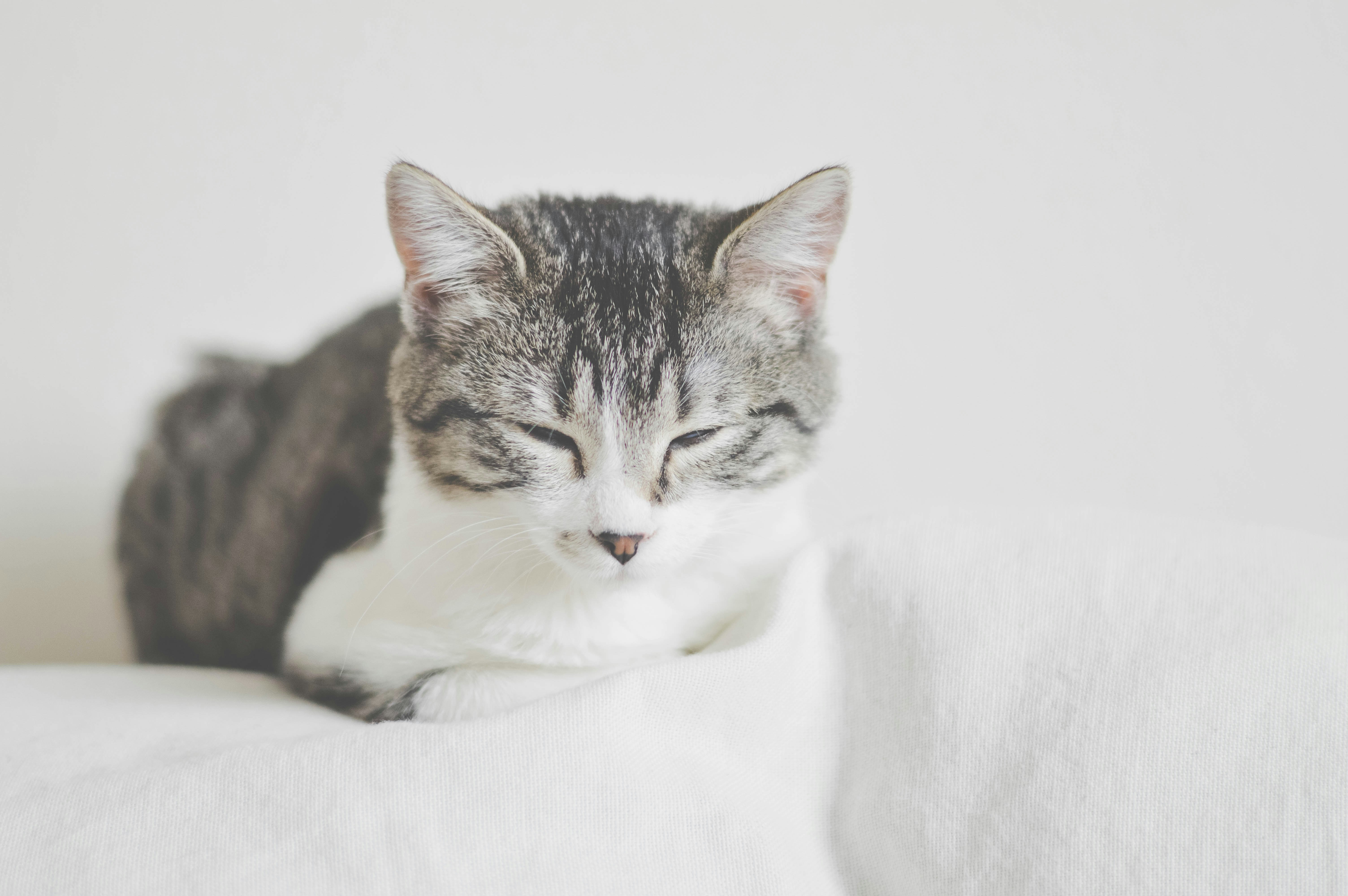 Sleeping Tabby Cat