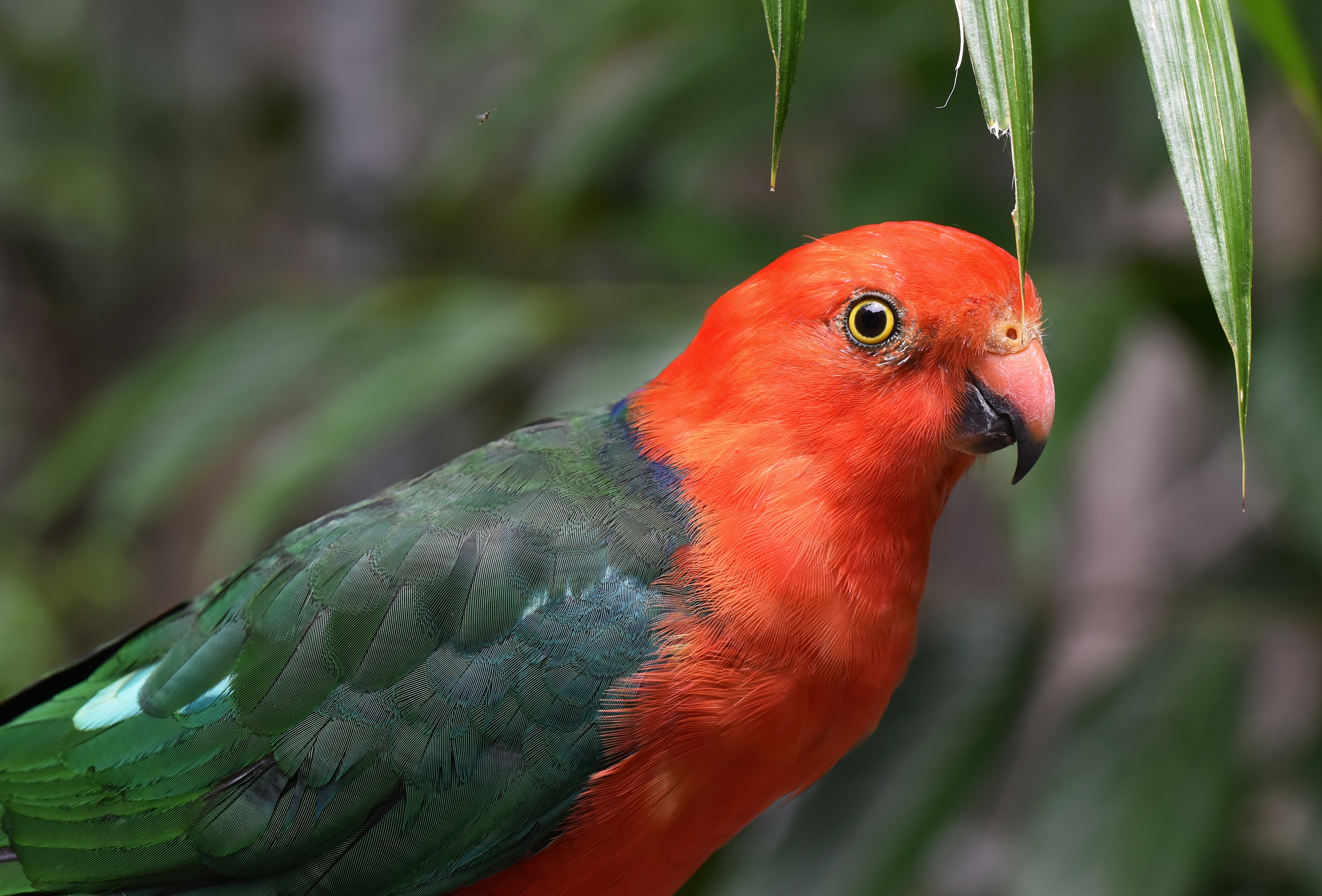 Close Up of Male Australian King Parrot