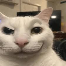 Smug White Cat — Stickers