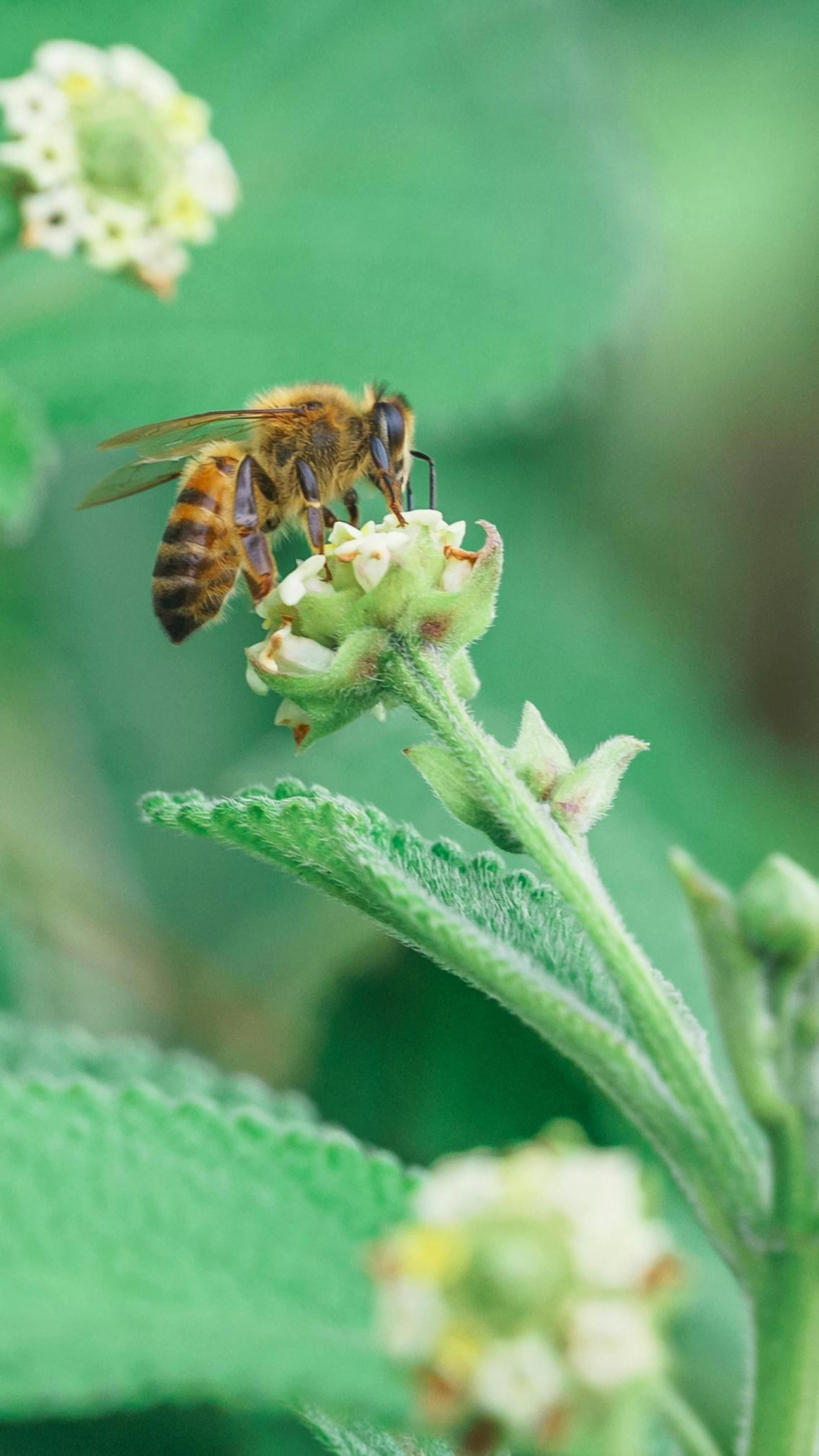 Honey Bee Foraging on a Flower
