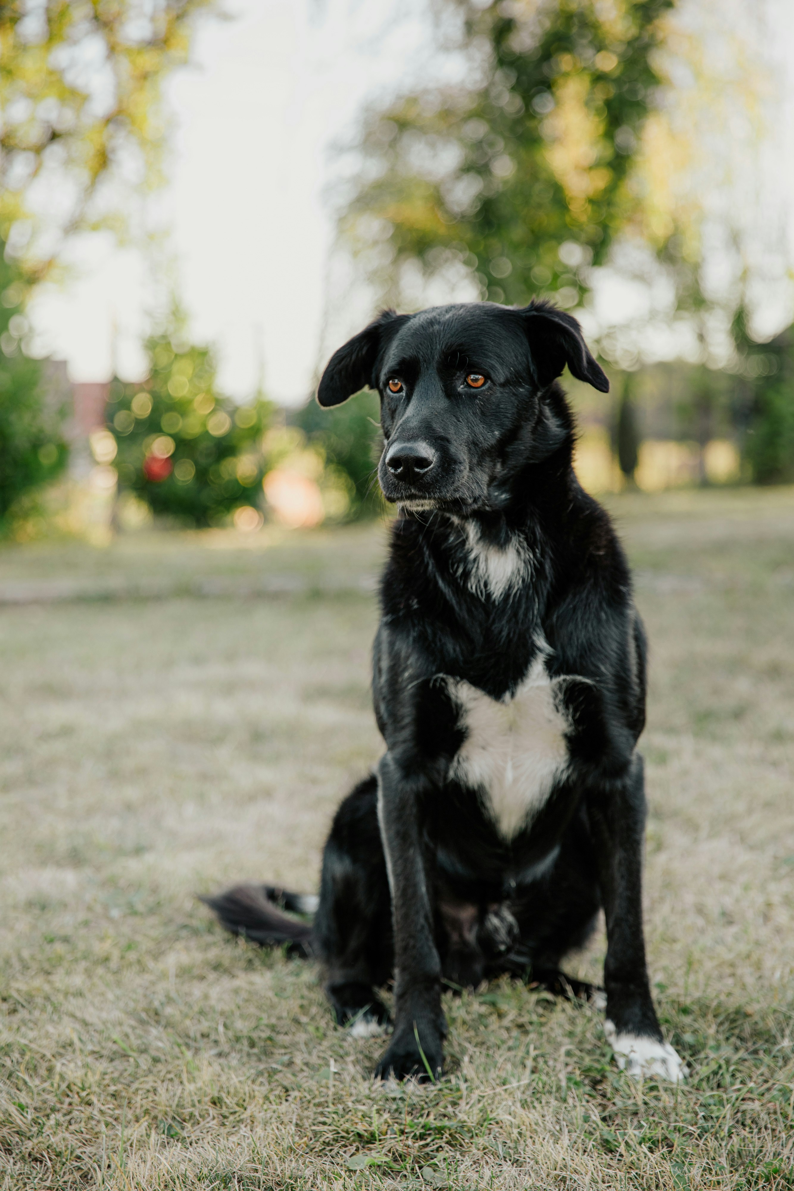 Black Dog Sitting on Park Grass