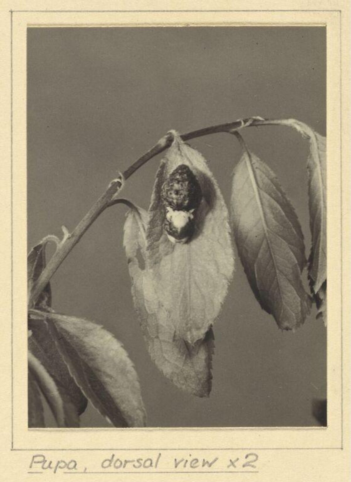 Dorsal View of Insect Pupa