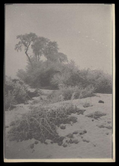 Vintage Frosted Winter Landscape