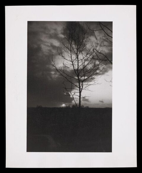 Silhouette of Bare Tree at Dusk