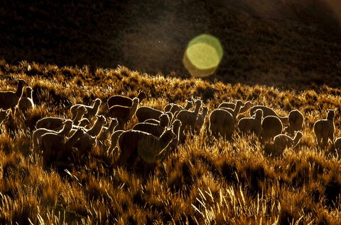 Herd of Llamas on Grassy Hillside at Sunset