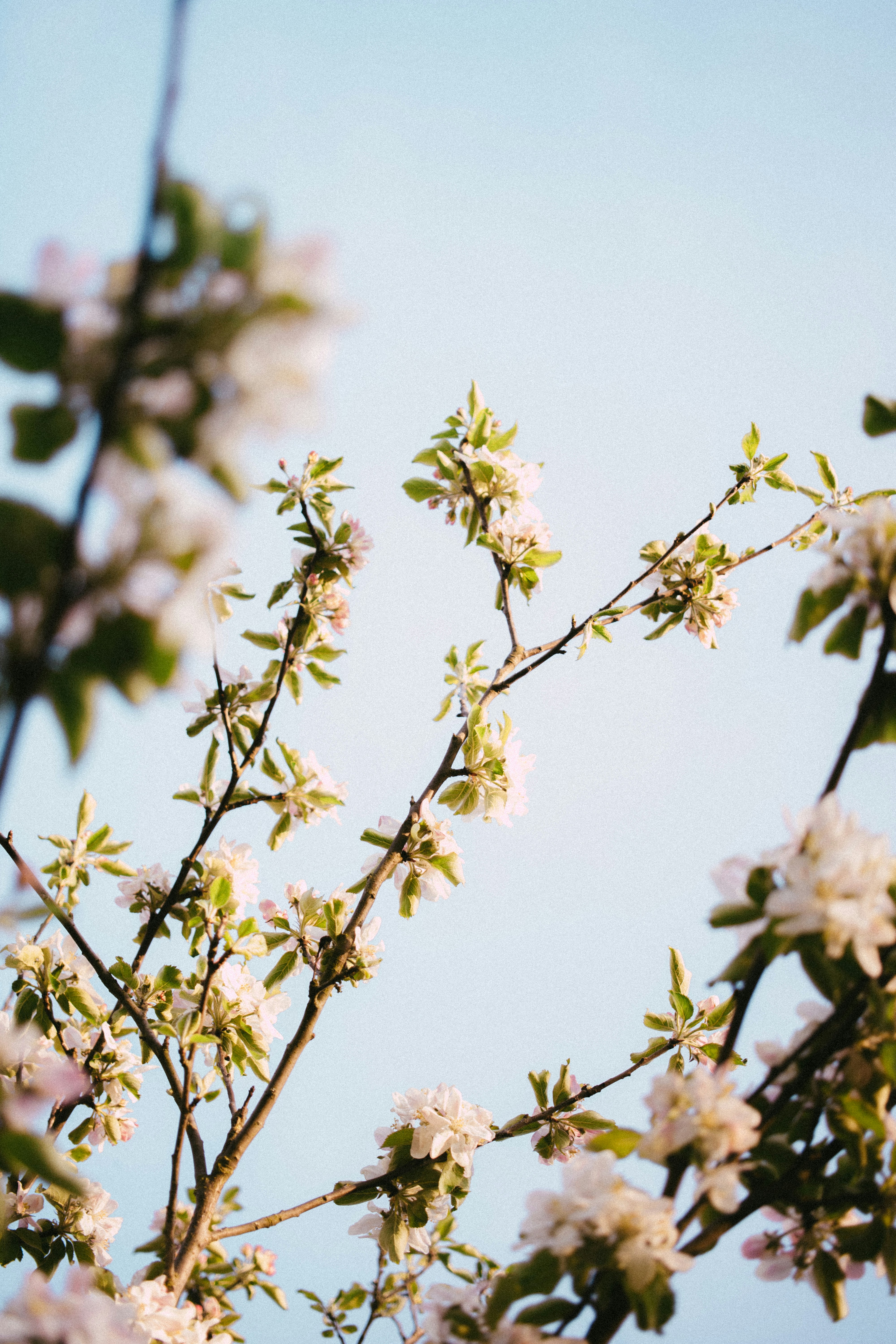 Spring Blooming Tree Branches — Phone Wallpapers