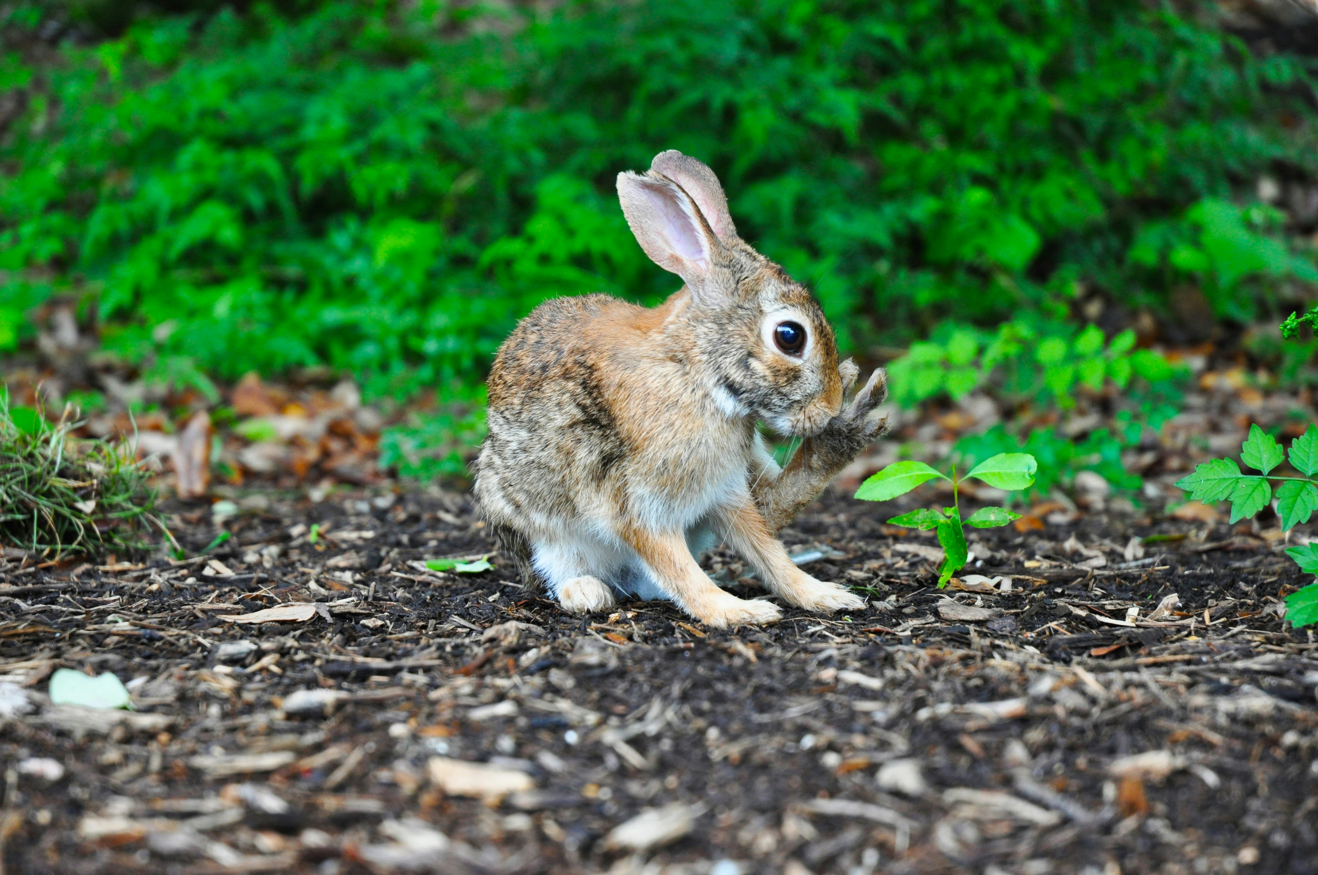 Wild Rabbit Grooming Outdoors