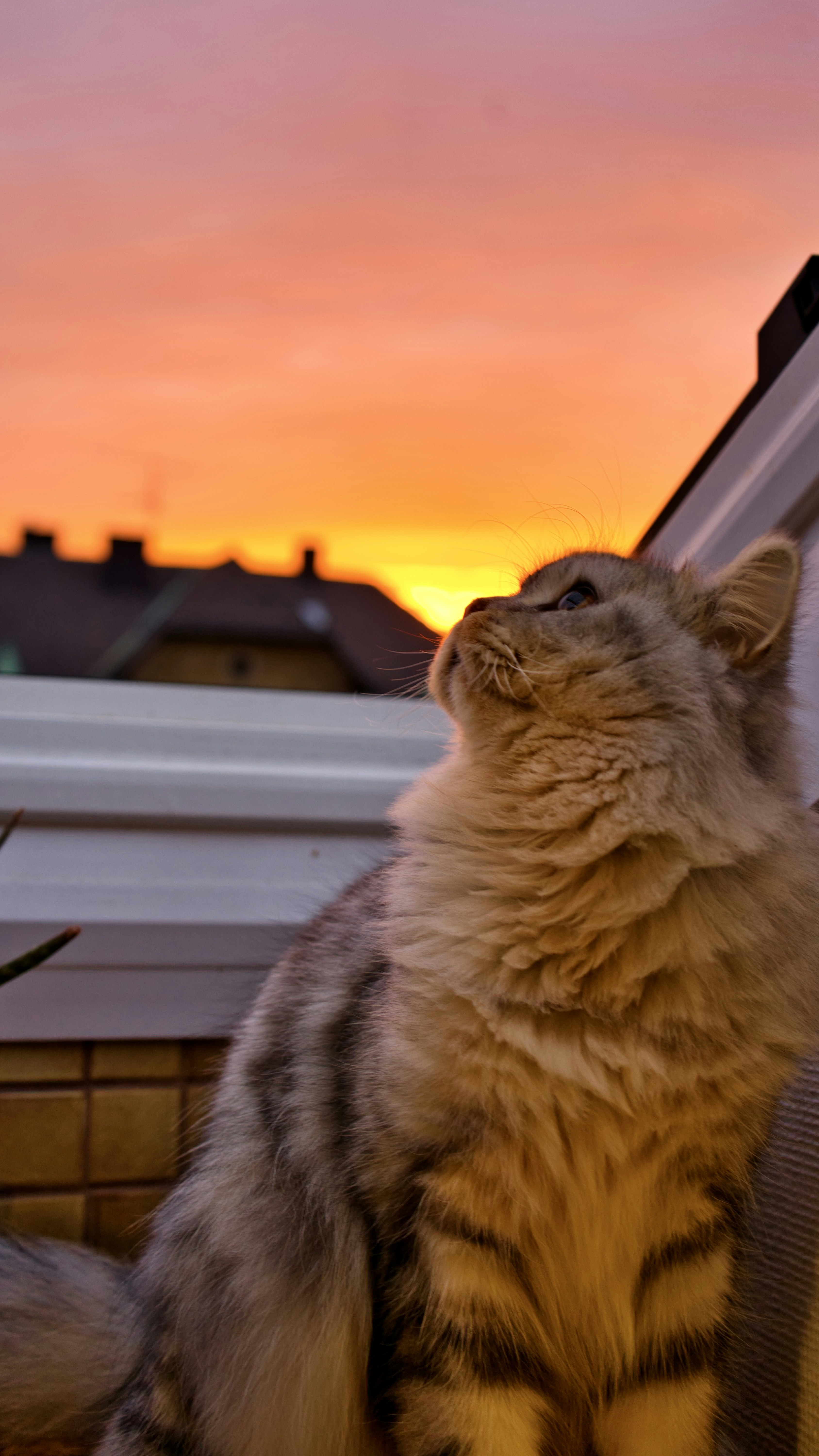 Fluffy Cat Watching Sunset