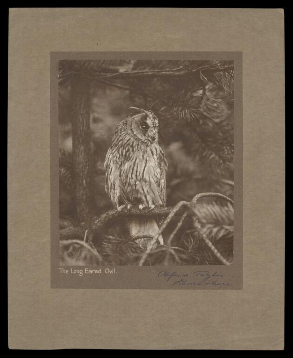 Vintage Photo of Long Eared Owl