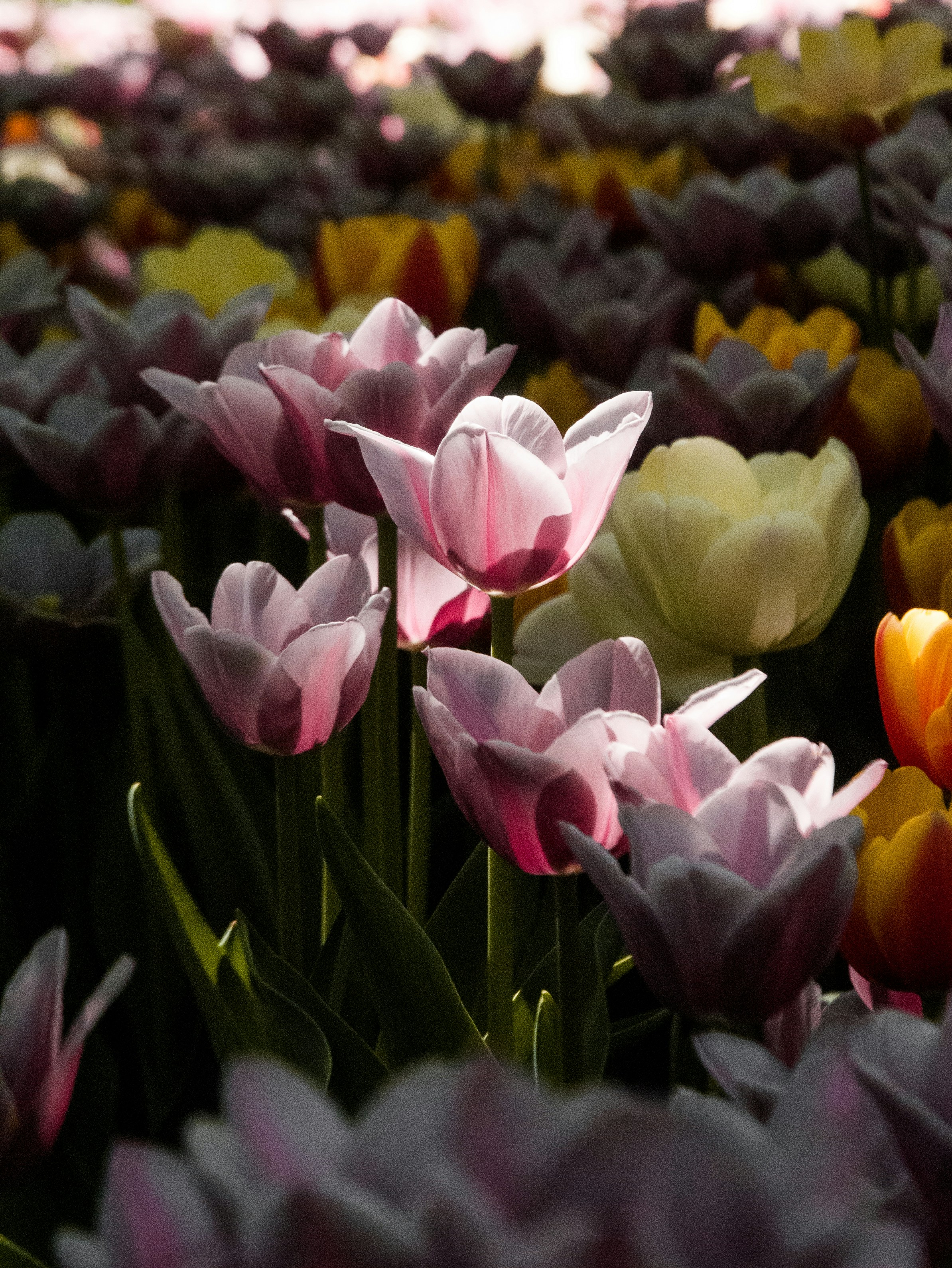 Sunlit Blooming Tulip Garden