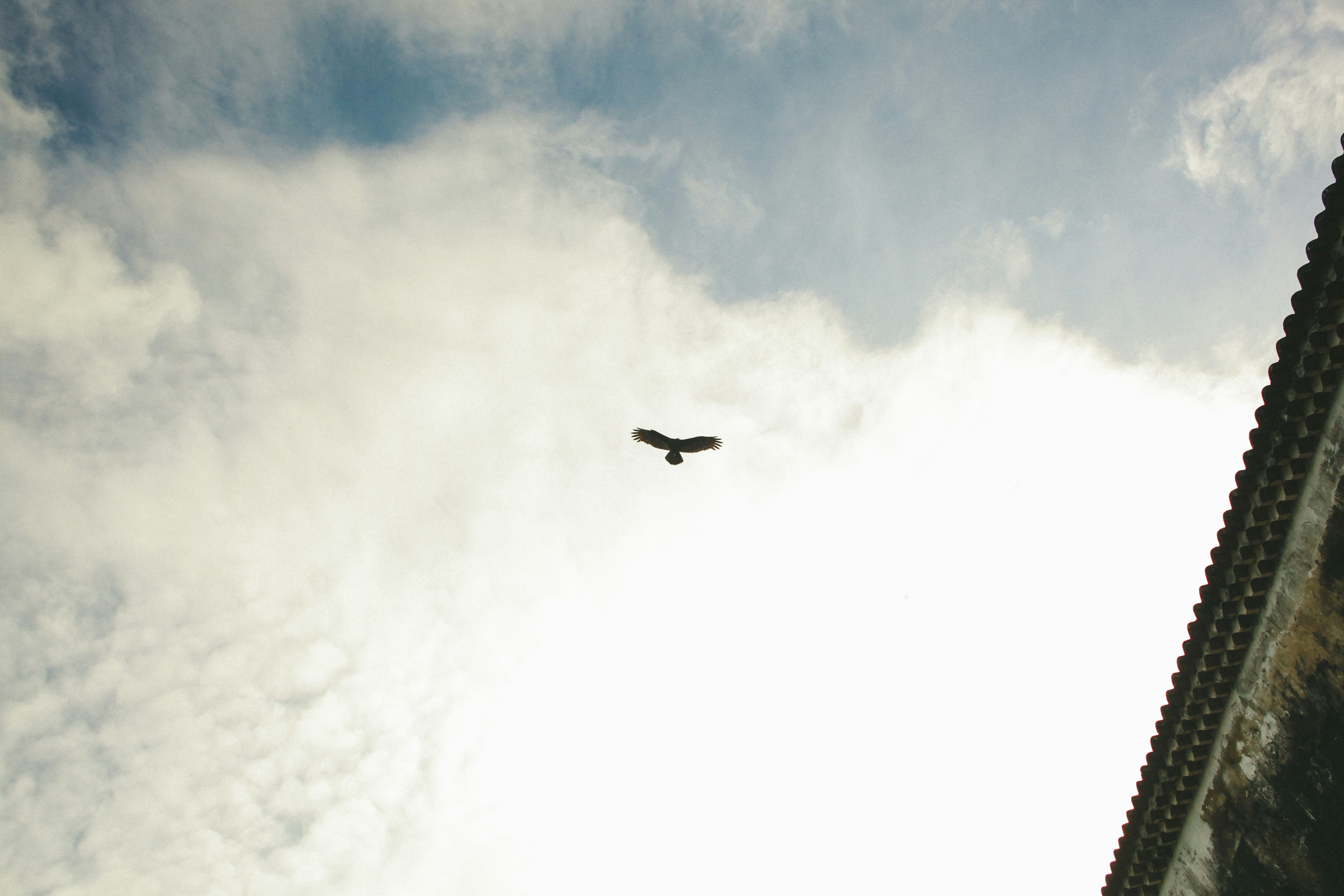 Eagle Flying in Cloudy Sky
