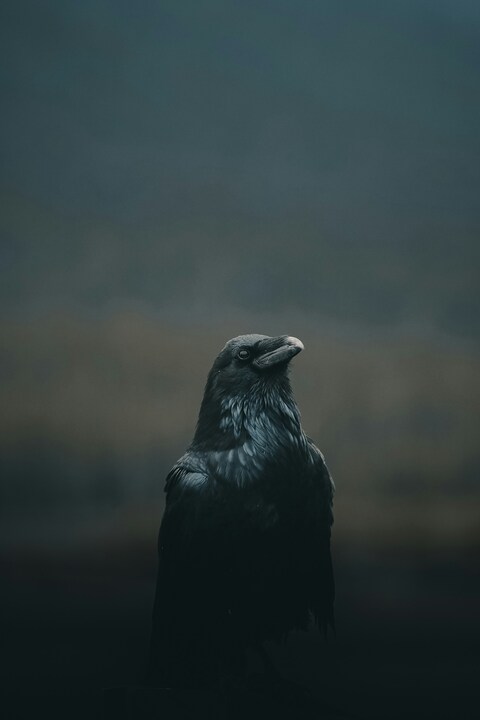 Portrait of a Raven