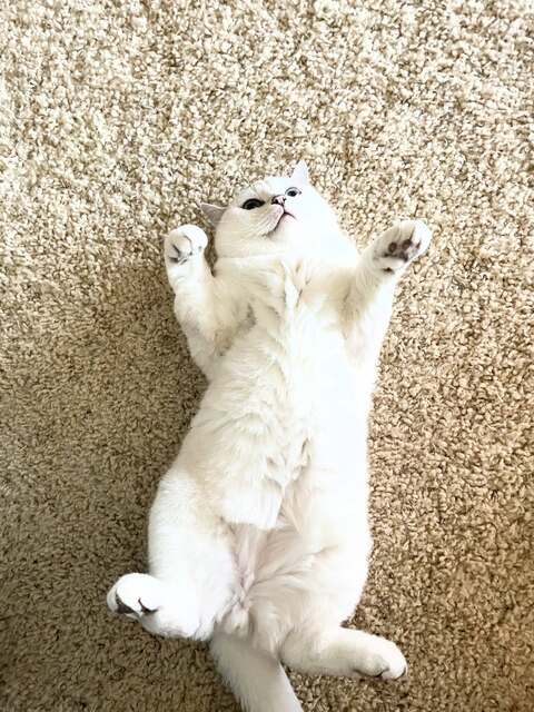 White Cat Lying On Its Back On Carpet