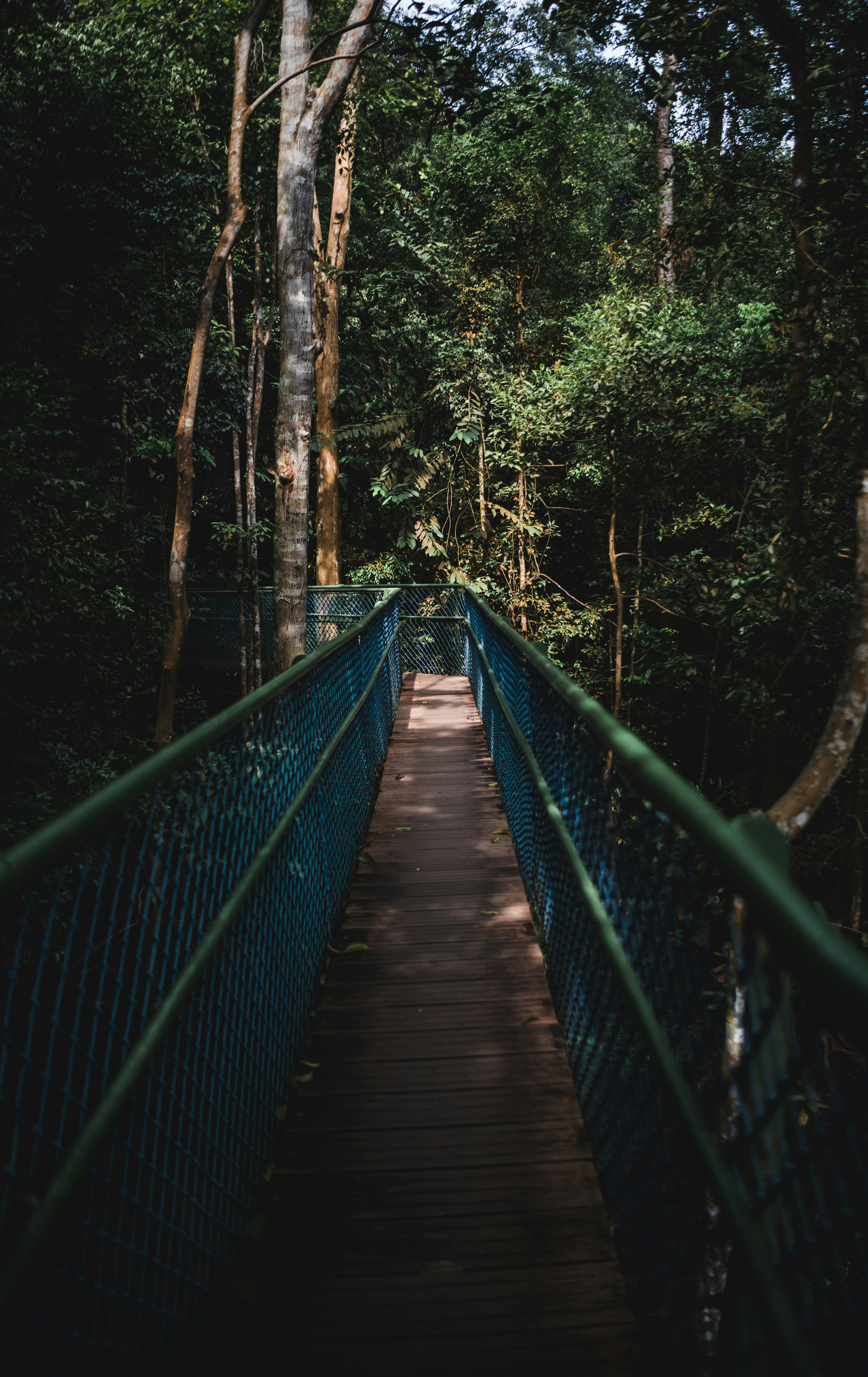 Rainforest Canopy Walkway