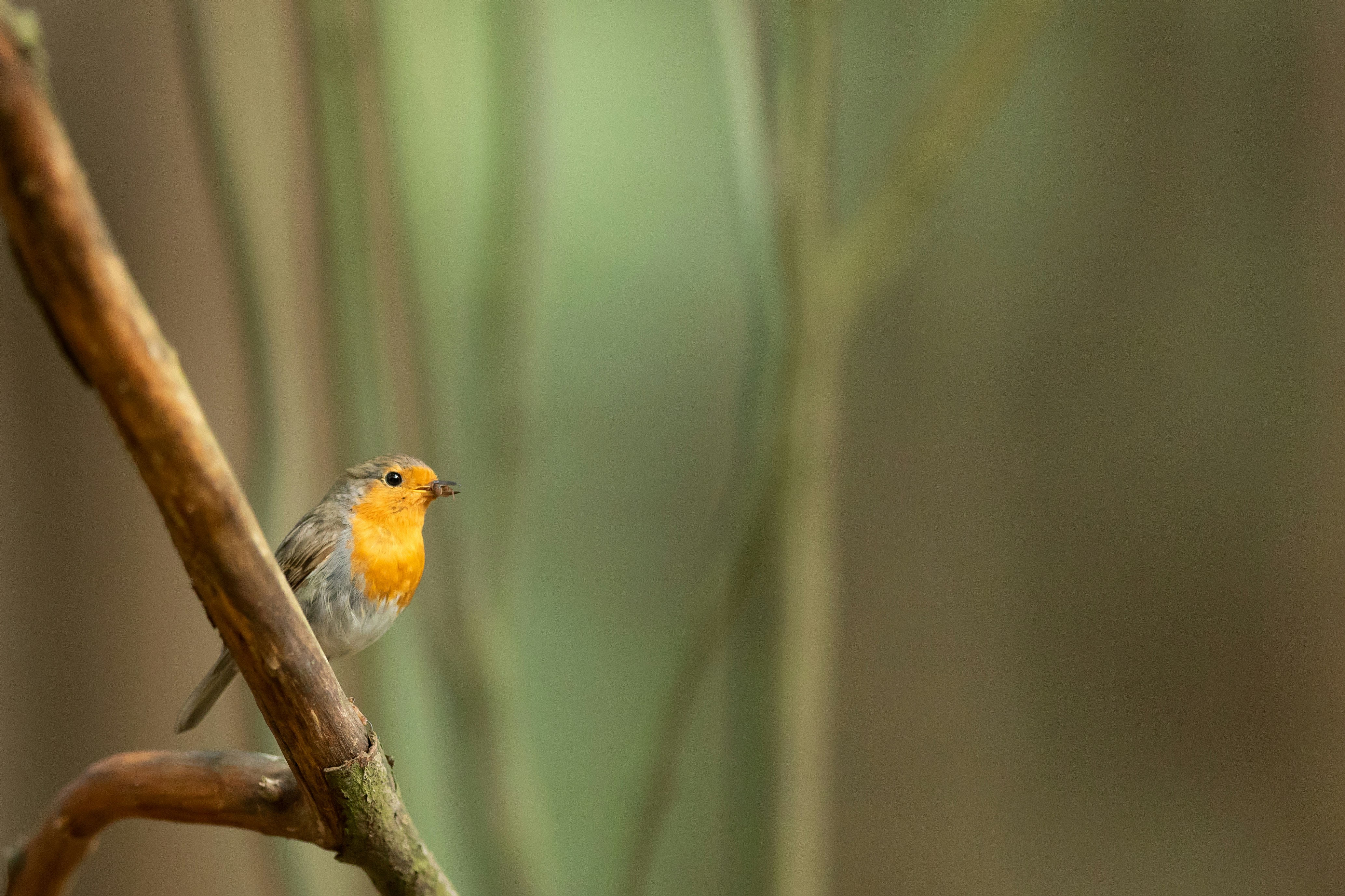 Robin Perched on Tree Branch