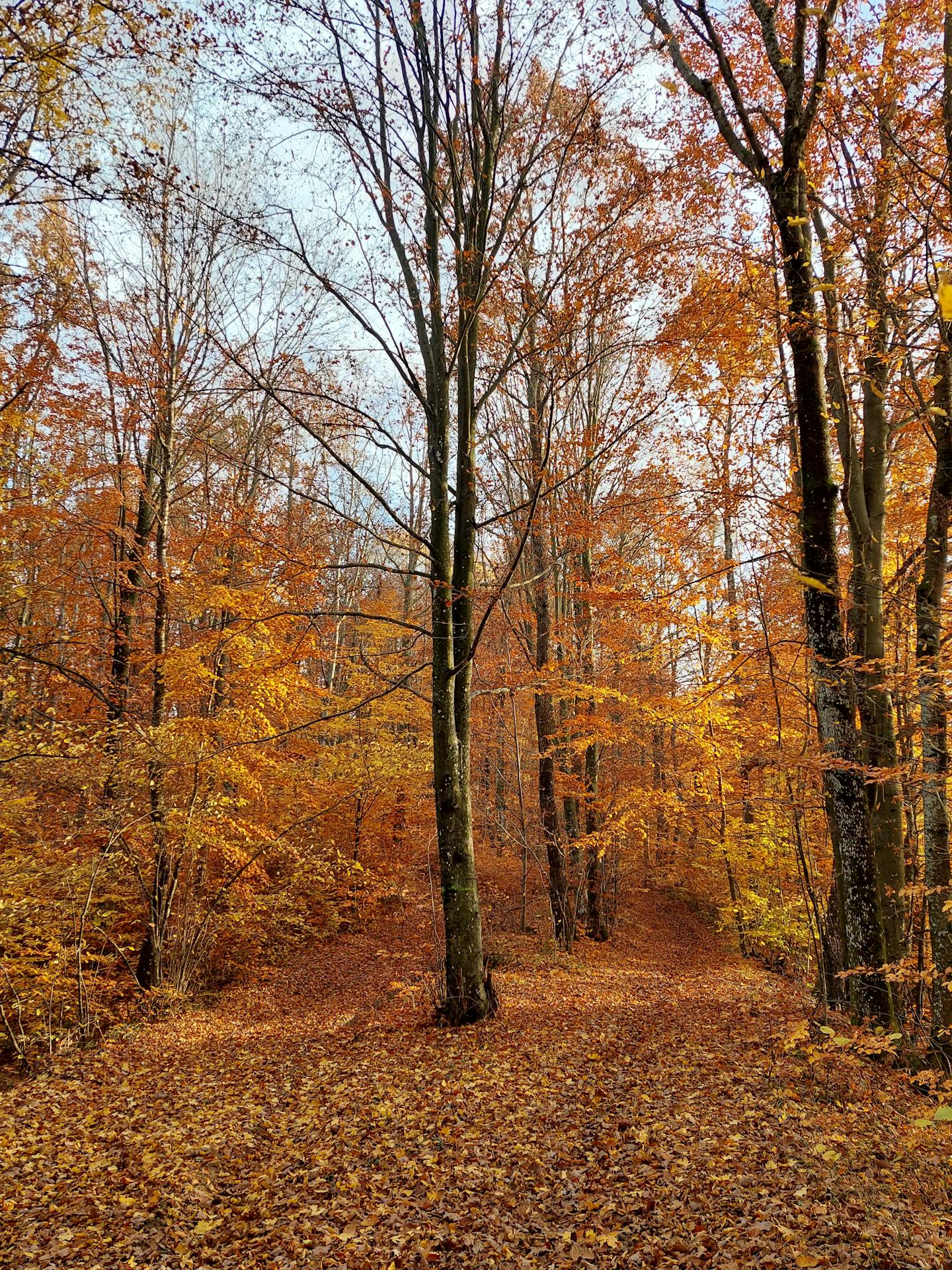Autumn Forest Walking Path