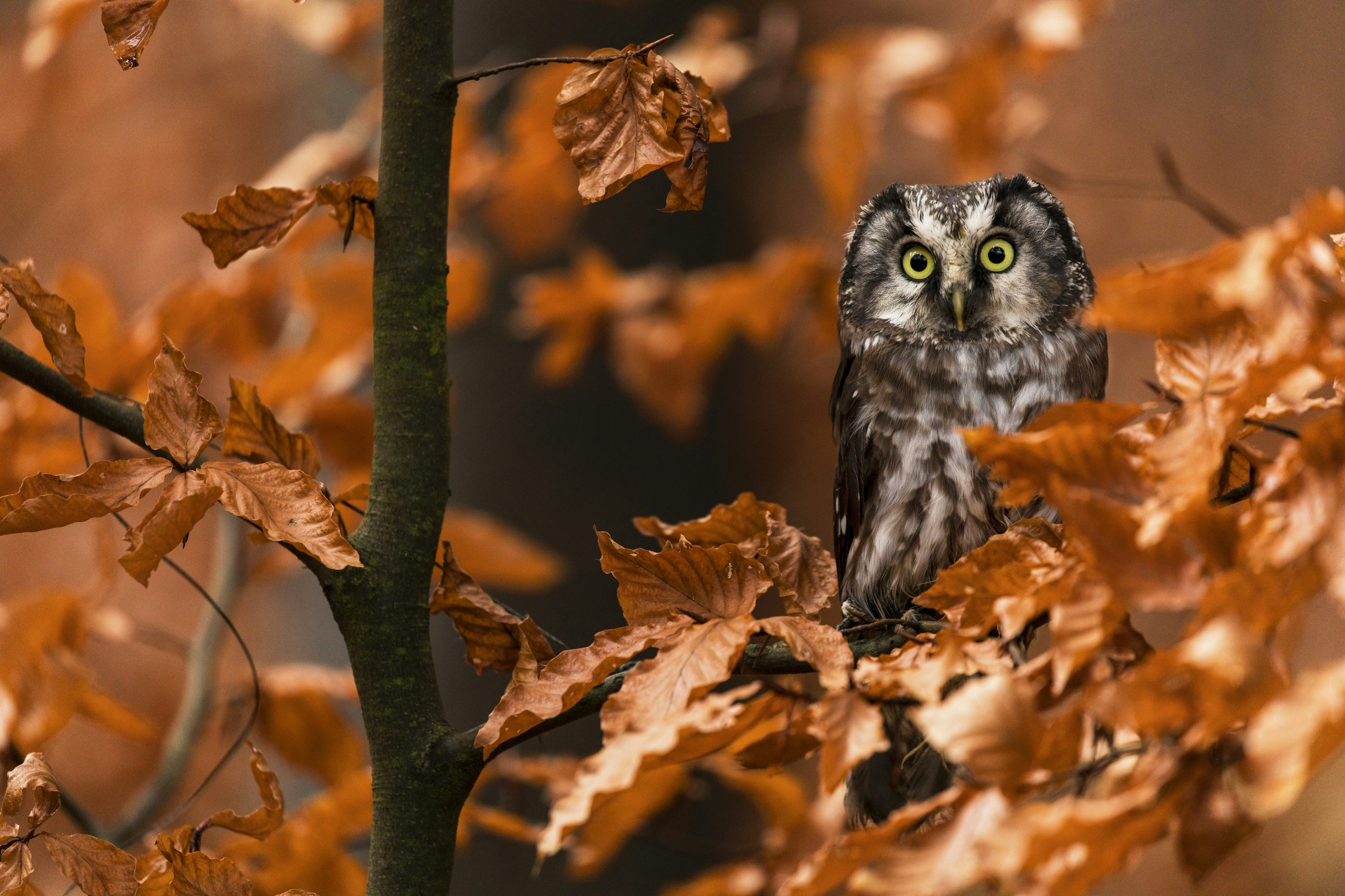Owl Perched in Autumn Woods