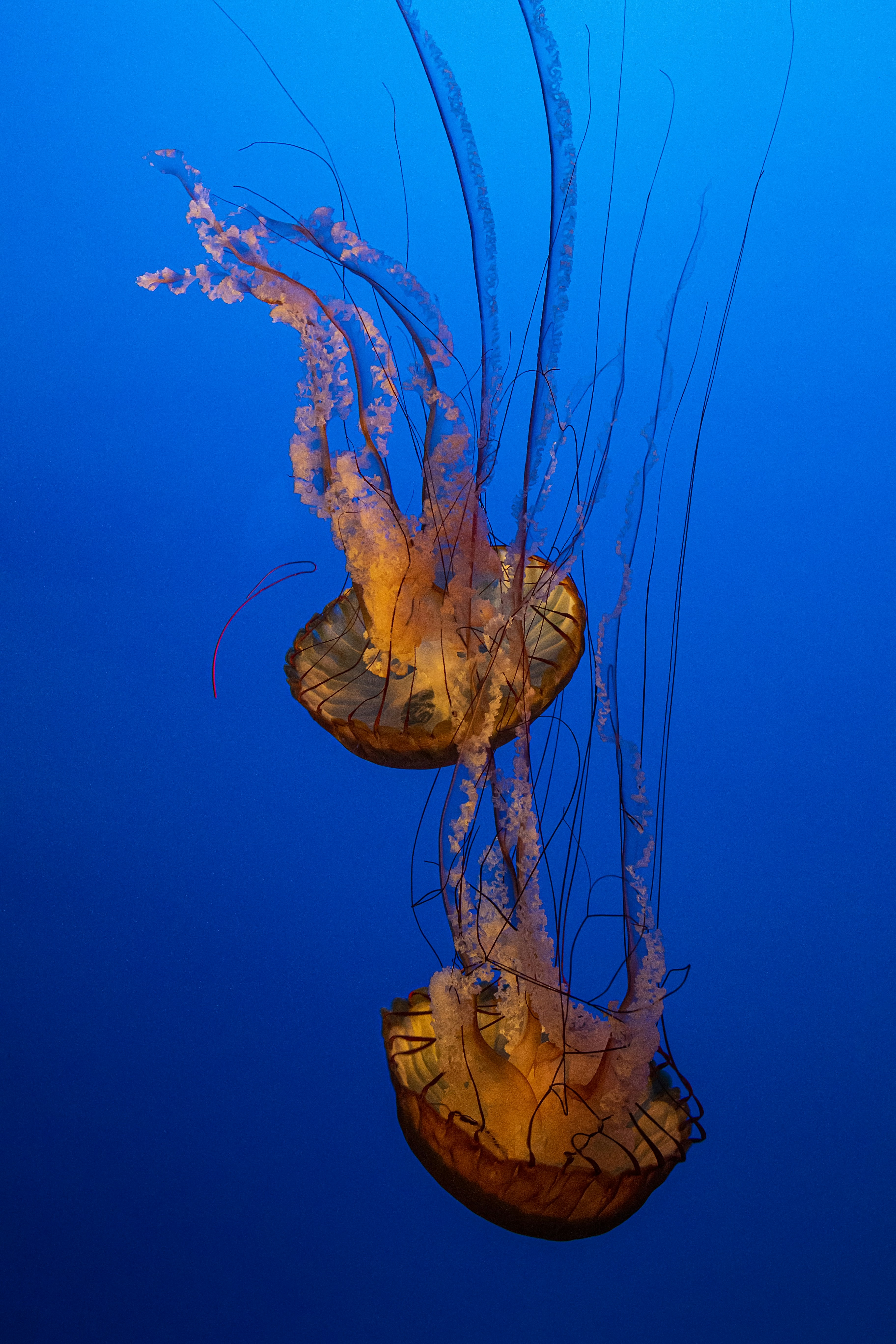 Two Jellyfish in Deep Blue Water