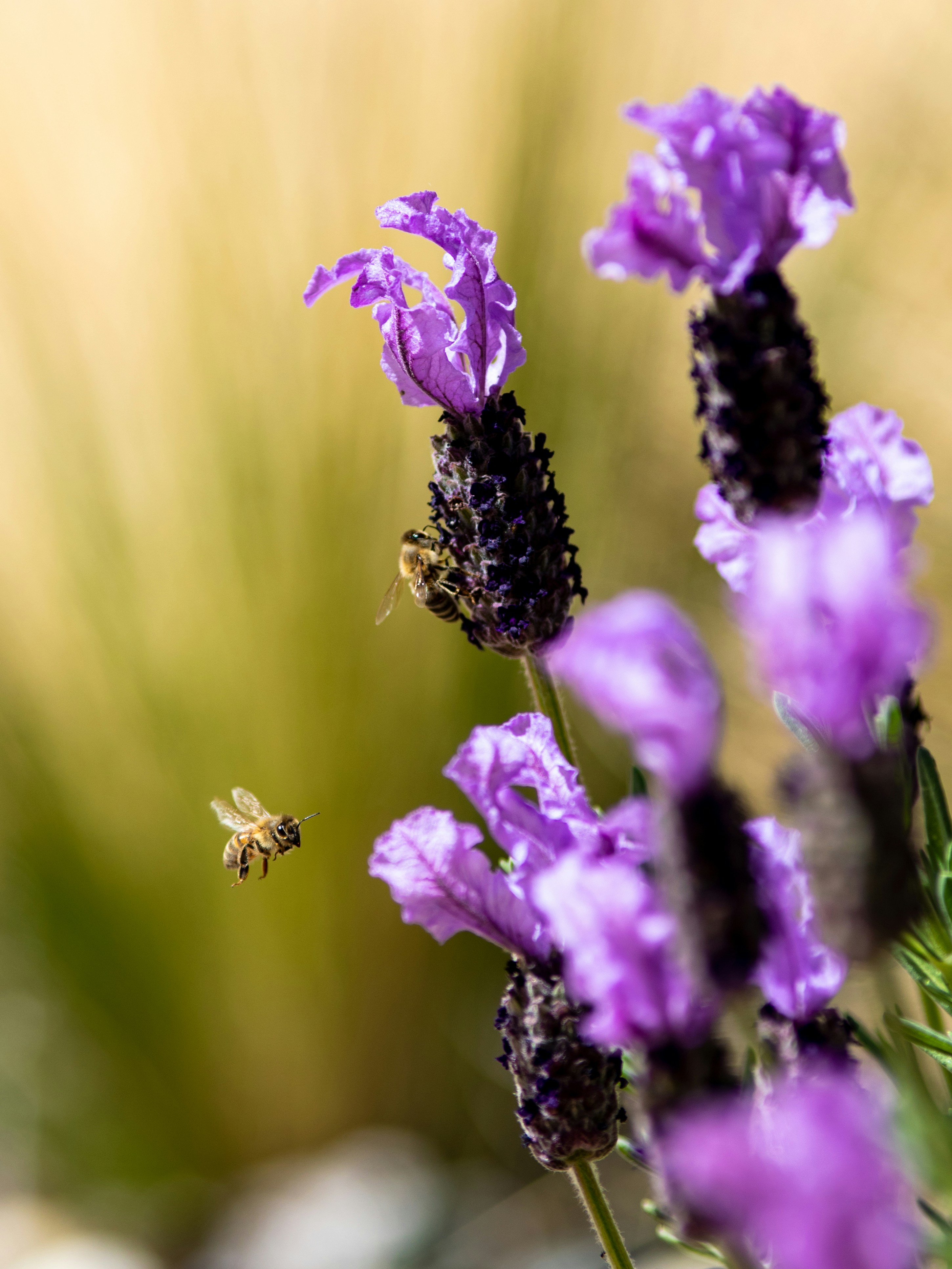 Bees on Lavender Blossoms