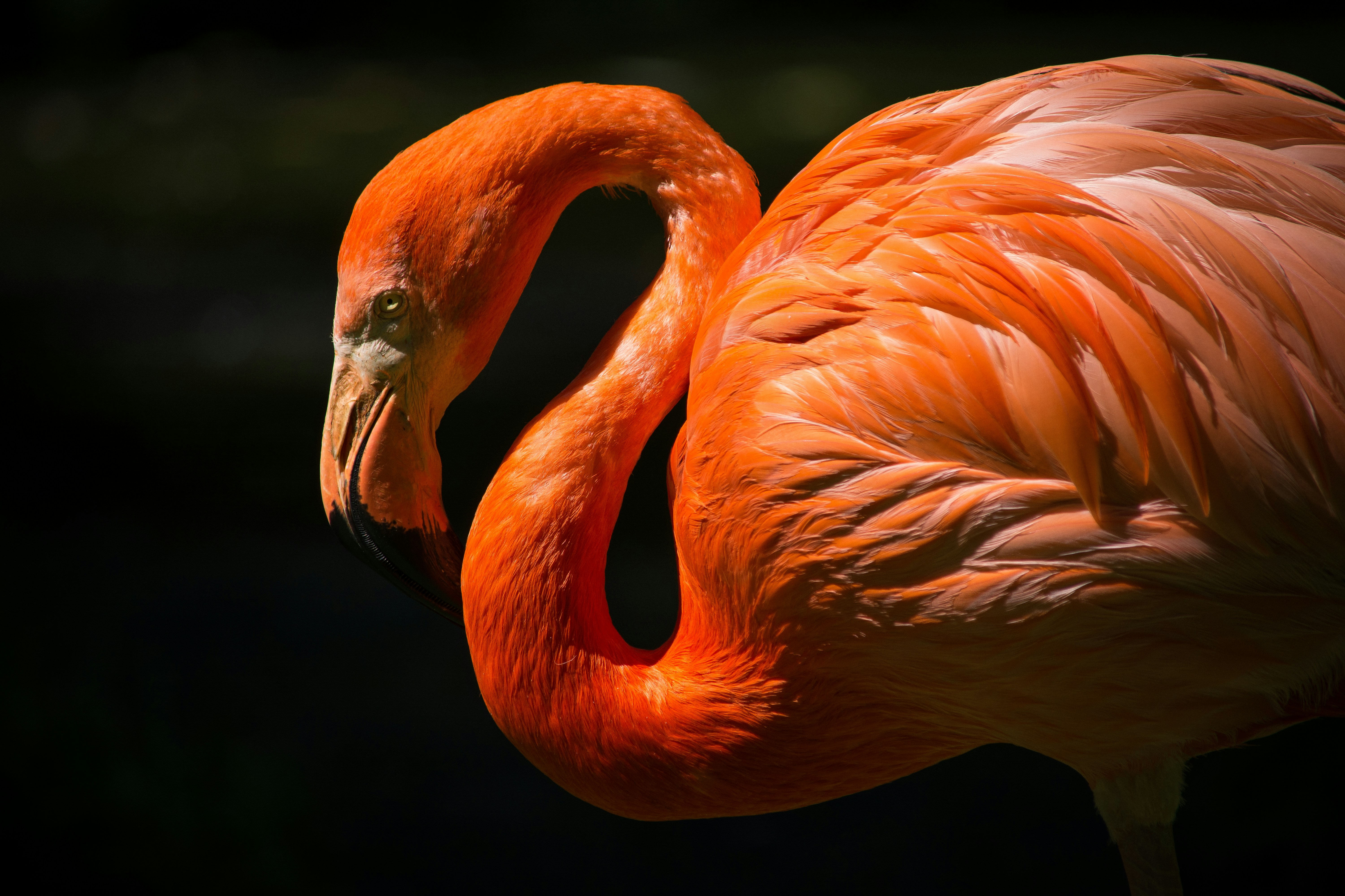 Close-up of an Orange Flamingo