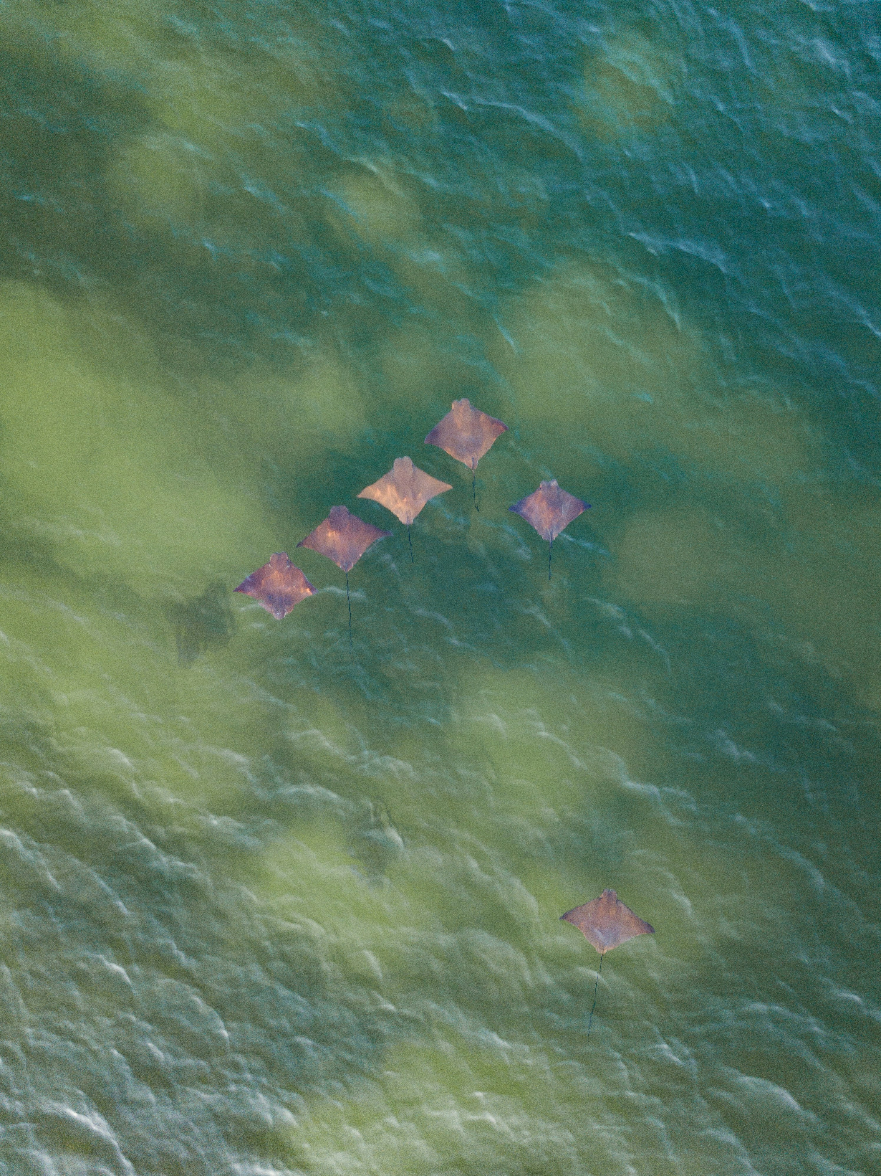 Aerial View of Swimming Stingrays