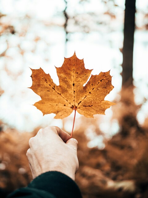 Hand Holding Autumn Maple Leaf