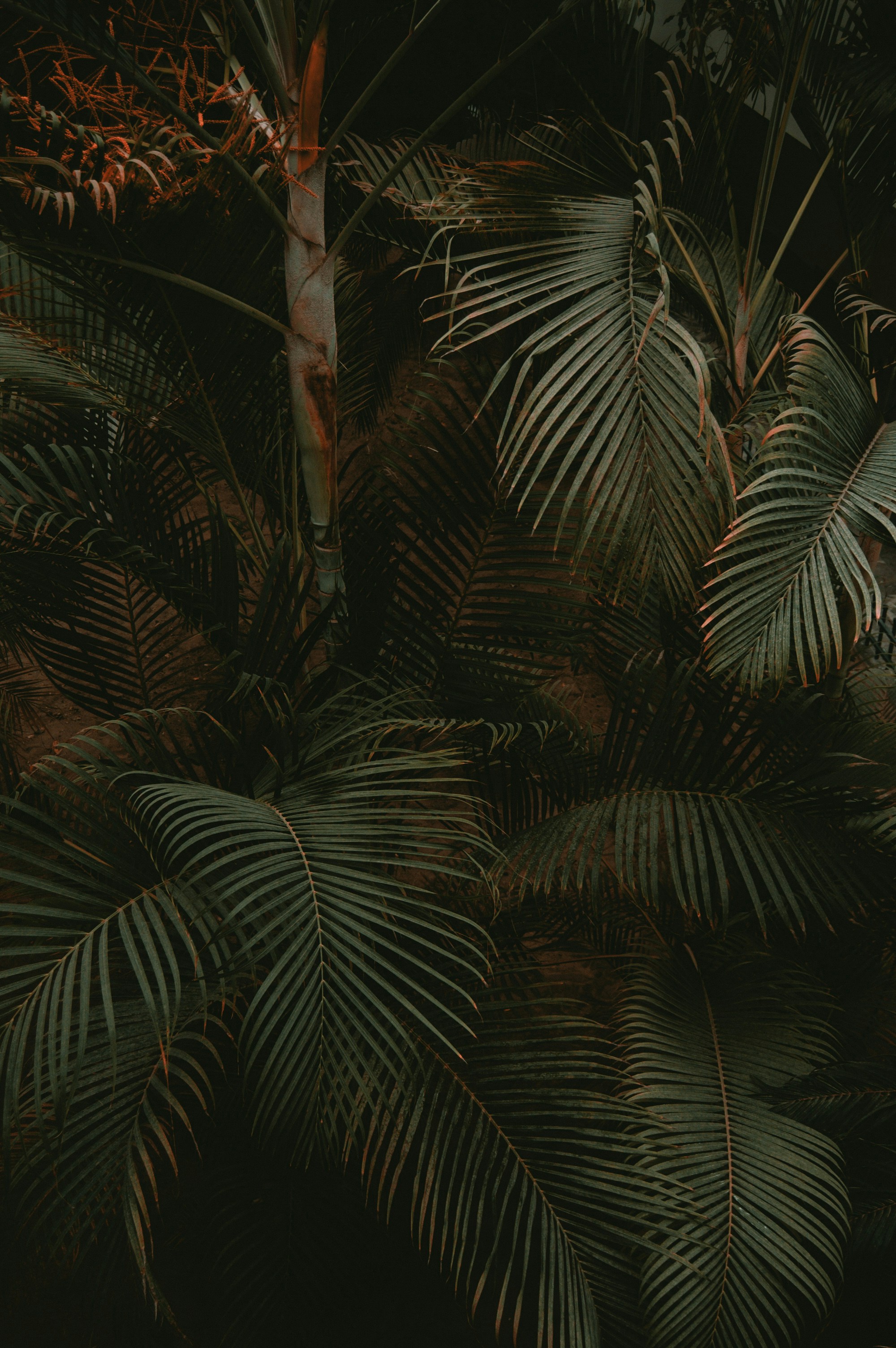 Dense Tropical Palm Foliage
